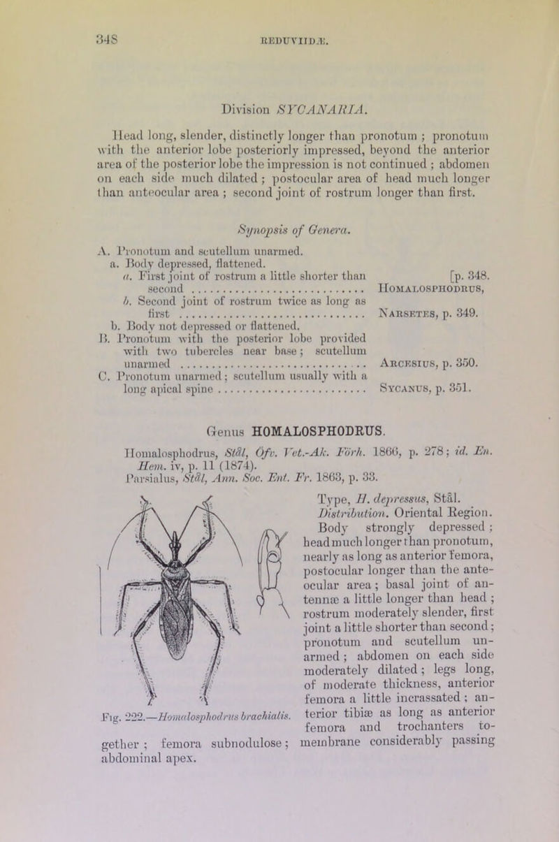 34S Division SYCANARIA. Head long, slender, distinctly longer than pronotum ; pronotum with the anterior lobe posteriorly impressed, beyond the anterior area of the posterior lobe the impression is not continued ; abdomen on each side much dilated; postocular area of head much longer than anteocular area ; second joint of rostrum longer than first. Synopsis of Genera. A. l’ronotum and seutellum unarmed. a. Body depressed, flattened. a. First joint of rostrum a little shorter than [p. 348. second Homalosphodrus, h. Second joint of rostrum twice as long ns first Narsktes, p. 349. b. Body not depressed or flattened. B. Pronotum with the posterior lobe provided with two tubercles near base; seutellum unarmed .. Axicksius, p. 350. C. Pronotum unarmed; seutellum usually with a long apical spine Sycanub, p. 351. Genus HOMALOSPHODRUS. Homalosphodrus, Si8l, Ofv. Vet.-Ak. Fork. 1860, p. 278; id. En. Hem. iv, p. 11 (1874). Parsialus. St9.1, Ann. Soc. Ent. Fr. 1863, p. 33. Fig. 222.—Homalosphodrus brachialis. gether ; femora subnodulose ; abdominal apex. Type, 11. clepressus, StS.1. IJistribution. Oriental Region. Body strongly depressed ; head much longer than pronotum, nearly as long as anterior femora, postocular longer than the ante- ocular area; basal joiut of an- tennae a little longer than head ; rostrum moderately slender, first joint a little shorter than second; pronotum and seutellum un- armed ; abdomen on each side moderately dilated; legs long, of moderate thickness, anterior femora a little incrassated ; an- terior tibiae as long as anterior femora and trochanters to- meinbrane considerably passing