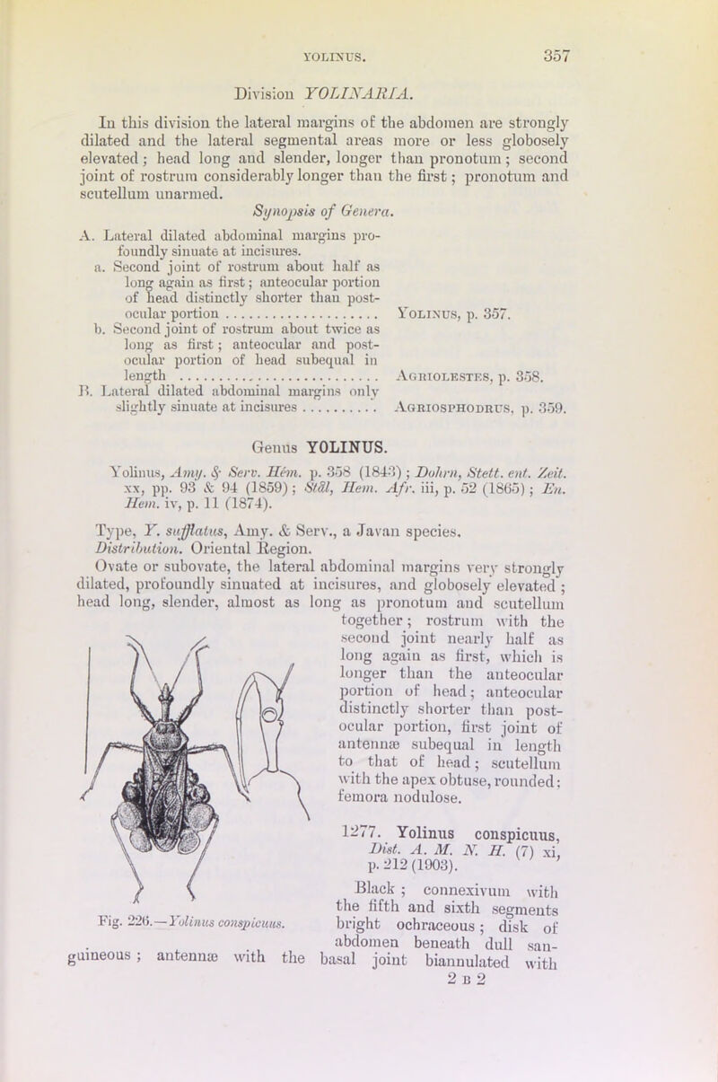 Division YOUXARIA. In this division the lateral margins of the abdomen are strongly dilated and the lateral segmental areas more or less globosely elevated; head long and slender, longer than pronotnm; second joint of rostrum considerably longer than the first; pronotnm and scutellum unarmed. Synopsis of Genera. A. Lateral dilated abdominal margins pro- foundly sinuate at incisures. a. Second joint of rostrum about half as long again as first; anteocular portion of bead distinctly shorter than post- ocular portion Yolinus, p. 357. b. Second joint of rostrum about twice as long as first; anteocular and post- ocular portion of bead subequal in length Agbiolestf.s, p. 358. R Lateral dilated abdominal margins only slightly sinuate at incisures Agriosphodrus, p. 359. Genus YOLINUS. Yolinus, Amy. <.$• Serv. Hem. p. 358 (1843) ; Dohrn, Stett. ent. Zeit. xx, pp. 93 & 94 (1859); St8,1, Hem. Afr. iii, p. 52 (1865); En. Hem. iv, p. 11 (1874). Type, Y. sufflatus, Amy. & Serv., a Javan species. Distribution. Oriental Region. Ovate or subovate, the lateral abdominal margins very strongly dilated, profoundly sinuated at incisures, and globosely elevated ; head long, slender, almost as long as pronotum and scutellum together; rostrum with the second joint nearly half as long again as first, which is longer than the anteocular portion of head; anteocular distinctly shorter than post- ocular portion, first joint of antennae subequal in length to that of head; scutellum with the apex obtuse, rounded; femora nodulose. 1277. Yolinus conspicuus, Hist. A. M. X. H. (7) xi, p. 212 (1903). Black ; connexivum with the fifth and sixth segments bright ochraceous; disk of abdomen beneath dull san- antenna) with the basal joint biannulated with Fig. 226.—Yolinus conspicuus. guineous