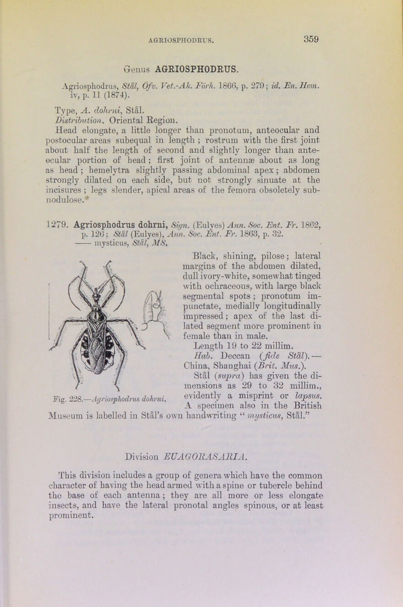 Genus AGRIOSPHODRUS. Agriosphodrus, Stal, Ofv. Vet.-Ale. Fork. I860, p. 279; id. En. Hem. iv, p. 11 (1874). Type, A. dohrni, Still. Distribution. Oriental Region. Head elongate, a little longer than pronotum, anteocular and postocular areas subequal in length ; rostrum with the first joint about half the length of second and slightly longer than ante- ocular portion of head ; first joint of antennae about as long as head ; hemelytra slightly passing abdominal apex; abdomen strongly dilated on each side, but not strongly sinuate at the incisures ; legs slender, apical areas of the femora obsoletely sub- nodulose.* 1279. Agriosphodrus dohrni, Si (pi. (Eulyes) Ann. Soc. Ent. Fr. 1802, p. 120: Stal (Eulyes), Ann. Soc. Ent. Fr. 1803, p. 32. mysticus, Stal, MS. Black, shining, pilose; lateral margins of the abdomen dilated, dull ivory-white, somewhat tinged with ochraceous, with large black segmental spots; pronotum im- punctate, medially longitudinally impressed; apex of the last di- lated segment more prominent in female than in male. Length 19 to 22 millim. Hub. Deccan (fide Sttil).— China, Shanghai (Brit. Mus.). Stal (supra) has given the di- mensions as 29 to 32 millim., Fig. 228.—Agriosphodrus dohrni. evidently a misprint or lapsus. A specimen also m the British Museum is labelled in Stal’s own bandwriting “ mysticus, Stal.” Di vision EUAG Oil AS Alii A. This division includes a group of genera which have the common character of having the head armed with a spine or tubercle behind the base of each antenna; they are all more or less elongate insects, and have the lateral pronotal angles spinous, or at least prominent.