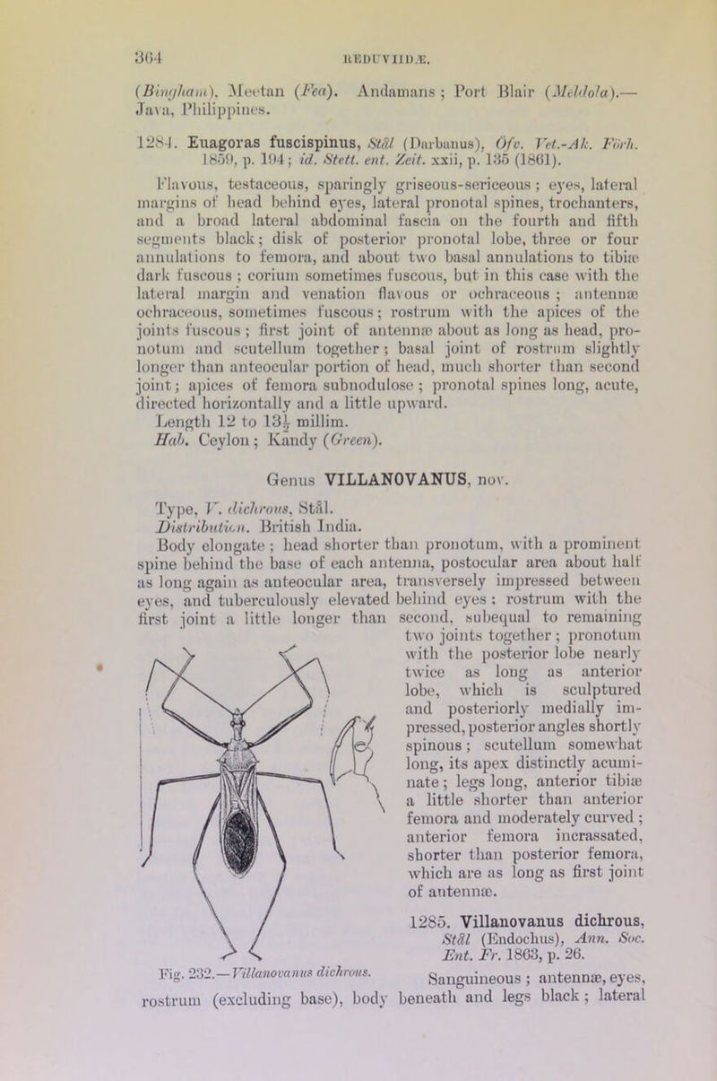 (Bingham), Meetan (Fea). Andamans ; Port Blair (Meldola).— Java, Philippines. 1284. Euagoras fuscispinus, Stdl (Darbnnus), Ofv. Vet.-Al;. Forh. 1859, p. 104; id. Stett. ent. Zeit. xxii, p. 135 (1861). Flavous, testaceous, sparingly griseous-sericeous ; eyes, lateral margins of head behind eyes, lateral pronotal spines, trochanters, and a broad lateral abdominal fascia on the fourth and fifth segments black; disk of posterior pronotal lobe, three or four annulations to femora, and about two basal annulations to tibiae dark fuscous ; corium sometimes fuscous, but in this case with the lateral margin and venation flavous or ochraceous ; antennae ochraceous, sometimes fuscous; rostrum with the apices of the joints fuscous ; first joint of antenna) about as long as head, pro- notum and scutellum together; basal joint of rostrum slightly longer than anteocular portion of head, much shorter than second joint; apices of femora subnodulose; pronotal spines long, acute, directed horizontally and a little upward. Length 12 to 134 millim. Hah. Ceylon; Kandy (Green). Genus VILLANOVANUS, nov. Type, V. dichrous, StS.1. Distribution. British India. Body elongate ; head shorter than prouotum, with a prominent spine behind the base of each antenna, postocular area about half as long again as anteocular area, transversely impressed between eyes, and tuberculously elevated behind eyes : rostrum with the first joint a little longer than second, subequal to remaining two joints together ; pronotum with the posterior lobe nearly twice as long as anterior lobe, which is sculptured and posteriorly medially im- pressed, posterior angles shortly spinous ; scutellum somewhat long, its apex distinctly acumi- nate ; legs long, anterior tibiae a little shorter than anterior femora and moderately curved ; anterior femora incrassated, shorter than posterior femora, which are as long as first joint of antenna). 1285. Villanovanus dichrous, Stdl (Endochus), Ann. See. Ent. Fr. 1863, p. 26. Sanguineous ; antennae, eyes, rostrum (excluding base), body beneath and legs black; lateral