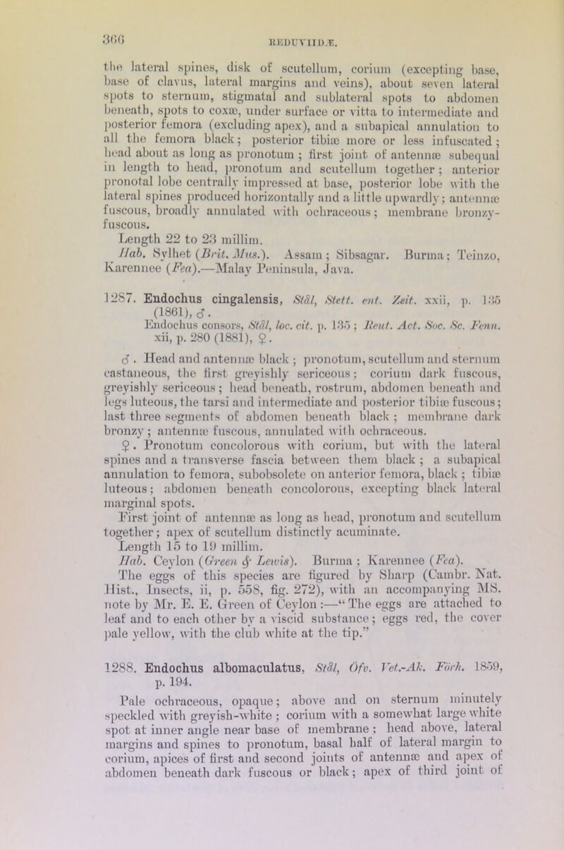 ItEDUV 11 D.F.. 360 the lateral spines, disk of scutellum, corium (excepting base, base of clavus, lateral margins and veins), about seven lateral spots to sternum, stigmatal and sublateral spots to abdomen beneath, spots to coxa), under surface or vitta to intermediate and posterior femora (excluding apex), and a subapical annulation to all the femora black; posterior tibia) more or less infuscated; bead about as long as pronotuin ; first joint of antenna) subequal in length to head, pronotum and scutellum together ; anterior pronotal lobe centrally impressed at base, posterior lobe with the lateral spines produced horizontally and a little upwardly; antennae fuscous, broadly annulated with ochraceous; membrane bronzy- fuscous. Length 22 to 23 millim. Jlab. Sylhet (Brit. Mus.). Assam; Sibsagar. Burma; Teinzo, Ivarennee (Fea).—Malay Peninsula, Java. 1287. Endochus cingalensis, StSl, Stett. out. Zeit. xxii, p. 136 (1861), <J. Endochus consors, Stdl, toe. cit. p. 135 ; llrut. Act. S'oc. Sc. Finn. xii, p. 280 (1881), $. J. Head and antennae black; pronotum, scutellum and sternum eastaneous, the first greyishly sericeous; corium dark fuscous, greyishly sericeous; head beneath, rostrum, abdomen beneath and legs luteous, the tarsi and intermediate and posterior tibiae fuscous; last three segments of abdomen beneath black ; membrane dark bronzy; antennae fuscous, annulated with ochraceous. $. Pronotuin concolorous with corium, but with the lateral spines and a transverse fascia between them black ; a subapical annulation to femora, subobsolete on anterior femora, black ; tibia) luteous; abdomen beneath concolorous, excepting black lateral marginal spots. First joint of antennae as long as head, pronotum and scutellum together; apex of scutellum distinctly acuminate. Length 15 to 13 millim. Hub. Ceylon (Green ij' Lewis). Burma : Karennee (Fca). The eggs of this species are figured by Sharp (C’ambr. Nat. Hist., Insects, ii, p. 558, fig. 272), with an accompanying MS. note by Mr. E. E. Green of Ceylon :—“The eggs are attached to leaf and to each other bv a viscid substance; eggs red, the cover pale yellow, with the club white at the tip. 1288. Endochus albomaculatus, Stdl, Ofv. Vet.-Ah. Fdr/i. 1859, p. 194. Pale ochraceous, opaque; above and on sternum minutely speckled with greyish-white ; corium with a somewhat large white spot at inner angle near base of inembi’ane ; head above, lateral margins and spines to pronotum, basal half of lateral margin to corium, apices of first and second joints of antenna) and apex of abdomen beneath dark fuscous or black; apex of third joint ol