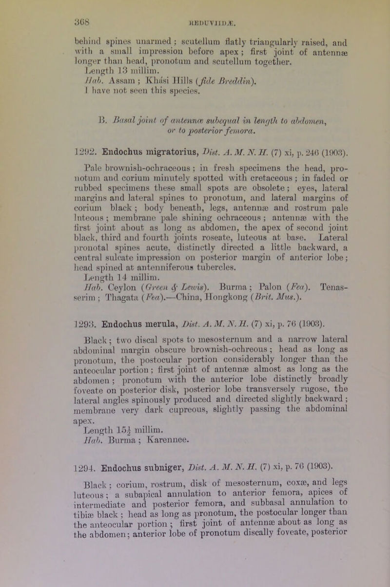 behind spines unarmed ; seutellum flatly triangularly raised, and with a small impression before apex; first joint of antenna) longer than head, pronotum and seutellum together. Length 13 millim. Hub. Assam ; Khusi 1 fills (fide Breilclin). I have not seen this species. B. Bawl joint of antennal subequal in length to abdomen, or to posterior femora. 1 292. Endochus migratorius, Bint. A. M. N. H. (7) xi, p. 24<i (ltX).°,). Pale brownish-ochraceous; in fresh specimens the head, pro- notum and corium minutely spotted with cretaceous; in faded or rubbed specimens these small spots are obsolete; eyes, lateral margins and lateral spines to pronotum, and lateral margins of corium black ; body beneath, legs, antenna) and rostrum pale Inteous ; membrane pale shining ochraceous; antennas with the iirst joint about as long as abdomen, the apex of second joint black, third and fourth joints roseate, luteous at base. Lateral pronotal spines acute, distinctly directed a little backward, a central silicate impression on posterior margin of anterior lobe; head spined at antenniferous tubercles. Length 14 millim. Hah. Ceylon (Green $ Lewis). Burma; Palon (Feu). Tenas- serim ; Tliagata ( Fen).—China, Hongkong (Brit. Mas.). 1293. Endochus merula, Dist. A. M. A7.1L. (7) xi, p. 70 (1903). Black; two discal spots to mesosternum and a narrow lateral abdominal margin obscure brownish-ochreous; head as long as pronotum, the postocular portion considerably longer than the antcocular portion; first joint of antennte almost as long as the abdomen; pronotum with the anterior lobe distinctly broadly foveate on posterior disk, posterior lobe transversely rugose, the lateral angles spinously produced and directed slightly backward ; membrane very dark cupreous, slightly passing the abdominal apex. Length 15£ millim. Hub. Burma; Karennee. 1294. Endochus subniger, Dist. A. M. N. If. (7) xi, p. 70 (1903). Black; corium, rostrum, disk of mesosternum, coxa), and legs luteous; a subapical annulation to anterior femora, apices of intermediate and posterior femora, and subbasal annulation to tibia) black : head as long as pronotum, the postocular longer than the anteocular portion; iirst joint oi antennae about as long as the abdomen; anterior lobe of pronotum discally foveate, posterior