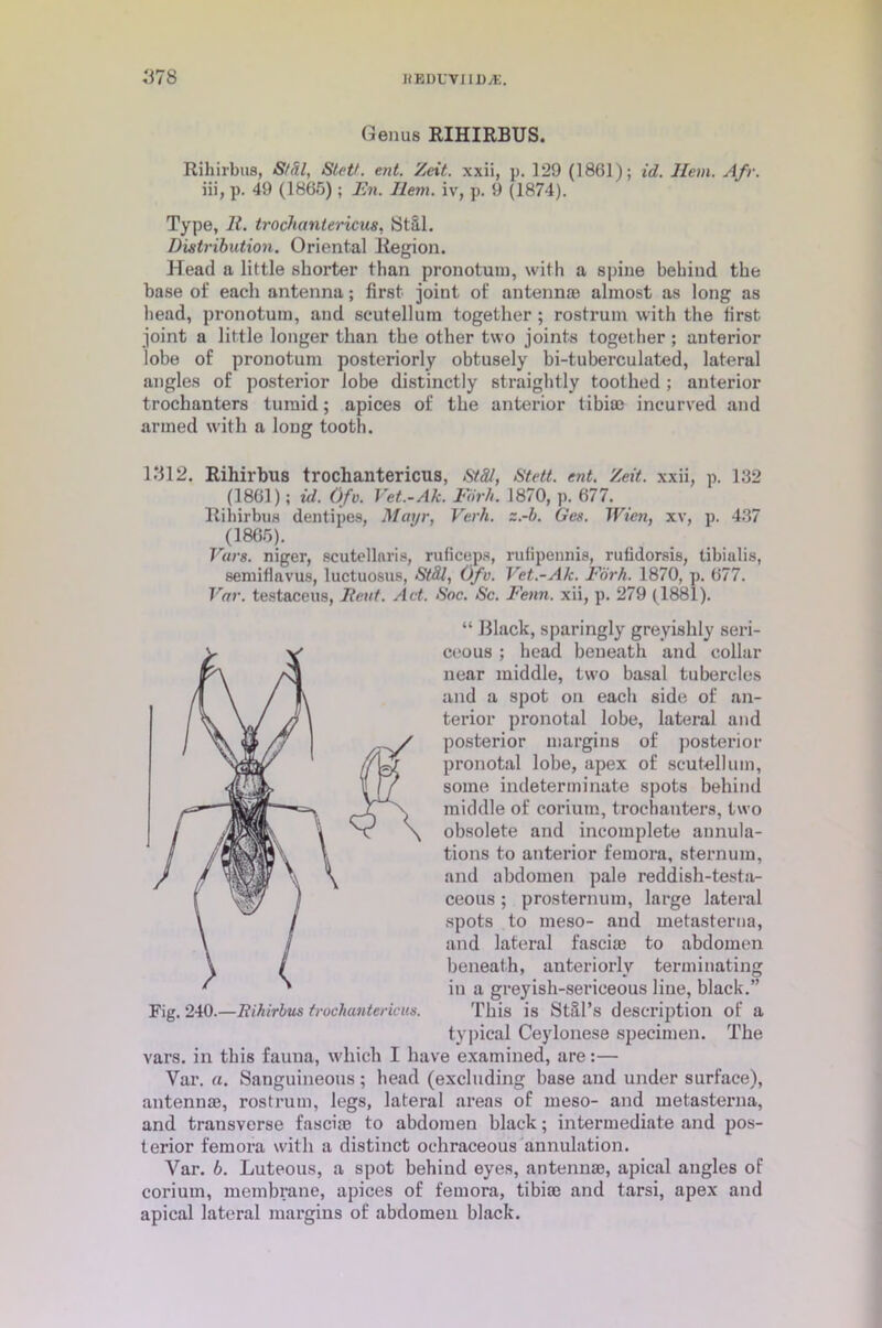 Genus RIHIRBUS. Rihirbus, S/til, Stetf. ent. Zeit. xxii, p. 129 (1861); id. Hem. Afr. iii, p. 49 (1865); En. Iletn. iv, p. 9 (1874). Type, It. trochantericus, Still. Distribution. Oriental Region. Head a little shorter than pronotum, with a spine behind the base of each antenna; first joint of antennae almost as long as head, pronotum, and scutellum together; rostrum with the first joint a little longer than the other two joints together ; anterior lobe of pronotum posteriorly obtusely bi-tuberculated, lateral angles of posterior Jobe distinctly straightly toothed ; anterior trochanters tumid; apices of the anterior tibiae incurved and armed with a long tooth. 1312. Rihirbus trochantericus, StSl, Stett. ent. Zeit. xxii, p. 132 (1861); id. Ofv. Vet.-Ak. Fiirh. 1870, p. 677. Rihirbus dentipes, Maxjr, Verb. z.-b. Ges. Wien, xv, p. 437 (1865). Vurs. niger, Scutellaria, ruficeps, rufipennis, rufidorsis, tibialis, semiflavus, luctuosus, St&l, Ofv. Vet.-Ak. Fork. 1870, p. 677. Var. testaceus, Rent. Act. Soc. Sc. Fetin. xii, p. 279 (1881). “ Black, sparingly greyisldy seri- ceous ; head beneath and collar near middle, two basal tubercles and a spot on each side of an- terior pronotal lobe, lateral and posterior margins of posterior pronotal lobe, apex of scutellum, some indeterminate spots behind middle of corium, trochanters, two obsolete and incomplete annula- tions to anterior femora, sternum, and abdomen pale reddish-testa- ceous ; prosternum, large lateral spots to meso- and metasterna, and lateral fascia) to abdomen beneath, anteriorly terminating in a greyish-sericeous hue, black.” This is Still's description of a typical Ceylonese specimen. The vars. in this fauna, which I have examined, are:— Var. a. Sanguineous; head (excluding base and under surface), antenna), rostrum, legs, lateral areas of meso- and metasterna, and transverse fasciae to abdomen black; intermediate and pos- terior femora with a distinct ochraceous annulation. Var. 6. Luteous, a spot behind eyes, antennae, apical angles of corium, membrane, apices of femora, tibiae and tarsi, apex and apical lateral margins of abdomen black. Fig. 240.—Rihirbus trochantericus.