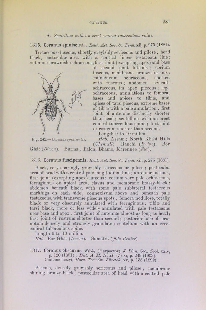 CORAN US. A. Scutellum with an erect conical tuberculous spine. 1315. Coranus spiniscutis, Rent. Act. Soc. Sc. Fenn. xii, p. 275 (1881). Testaceous-fuscous, shortly greyishly sericeous and pilose; head black, postocular area with a central linear testaceous line: antennae brownish-ocliraceous, first joint (excepting apex) and base of second joint luteous ; coriurn fuscous, membrane bronzy-fuscous; connexivum ochraceous, spotted with fuscous ; abdomen beneath ochraceous, its apex piceous ; legs ochraceous, annulations to femora, bases and apices to tibiae, and apices of tarsi piceous, extreme bases of tibiae with a pale annulation : first joint of antennae distinctly shorter than bead ; scutellum with an erect conical tuberculous spine ; first joint of rostrum shorter than second. Length 9 to 10 millim. Hah. Assam ; North Khasi Hills (Cliennell). Itanchi (Irvine). Bor Ghat (Dixon). Burma; Palon, Bhaino, Karennee (Fea). 1310. Coranus fuscipennis, Rent. Act. Soc. Sc. Fenn. xii, p. 275 (1881). Black, very sparingly greyishly sericeous or pilose; postocular area of head with a central pale longitudinal line; antennae piceous, first joint (excepting apex) luteous; corium very pale ochraceous, ferruginous on apical area, clavus and membrane brassy-black; abdomen beneath black, with some pale sublateral testaceous markings on each side; connexivum above and beneath pale testaceous, with transverse piceous spots; femora nodulose, totally black or very obscurely annulated with ferruginous; tibiae and tarsi black, more or less widely annulated with pale testaceous near base and apex ; first joint of antenna) almost as long as head : first joint of rostrum shorter than second ; posterior lobe of pro- notum densely and strongly granulate; scutellum with an erect conical tuberculous spine. Length 9 to 10 millim. Hub. Bor Ghat (Dixon).—Sumatra (fide Reuter). 1317. Coranus obscurus, Kirby (Harpactor), J. Linn. Soc., Zoo/, xxiv, p. 120 (1891) ; Did. A. M. N. II. (7) xi, p. 249 (1903). Coranus loczyi, Ilorv. Tennesz. Fiisetek, xv, p. 135 (1892). Piceous, densely greyishly sericeous and pilose; membrane shining bronzy-black ; postocular area of head with a central pale