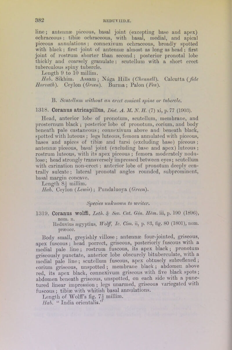 line; antenme piceous, basal joint (excepting base and apex) ochraceous: tibia) ocbraceous, with basal, medial, and apical piceous annulations; connexivum ocbraceous, broadly spotted with black ; first joint of antenme almost as long as head; first joint of rostrum shorter than second ; posterior pronotal lobe thickly and coarsely granulate; scutellum with a short erect tuberculous spiny tubercle. Length 1) to 10 millim. Hah. Sikbim. Assam ; Naga Hills (Chennell). Calcutta (fide Horvath). Ceylon {Green). Burma; Palon (Feu). B. Scutellum without an erect conical spine or tubercle. 1318. Coranus atricapillus, Did. A. M. N. II. (7) xi, p. 77 (1903). Head, anterior lobe of pronotum, scutellum, membrane, and prosternum black ; posterior lobe of pronotum, corium, and body beneath pale castaneous; connexivum above and beneath black, spotted with luteous ; legs luteous, femora annulated with piceous, bases and apices of tibia) and tarsi (excluding base) piceous; antenna) piceous, basal joint (excluding base and apex) iuteous ; rostrum luteous, with its apex piceous ; femora moderately nodu- lose; head strongly transversely impressed between eyes; scutellum with carination non-erect: anterior lobe of pronotum deeply cen- trally sulcate; lateral pronotal angles rounded, subprominent, basal margin concave. Length 84 millim. Hah. Ceylon {Lewis); Pundaluoya {Green). Species unknown to writer. 1319. Coranus wolffi, Leth. <$• Sev. Cat. Gen. Hem. iii, p. 190 (1896), nom. n. lteduvius mgyptius, Wolff, Ic. Cun. ii, p. 83, (ig. 80 (1801), nom. prmocc. Body small, greyishly villose; antenna) four-jointed, griseous, apex fuscous; head porrect, griseous, posteriorly fuscous with a medial pale line; rostrum fuscous, its apex black ; pronotum griseouslv punctate, anterior lobe obscurely bituberculate, with a medial pale line; scutellum fuscous, apex obtusely subreflexed; corium griseous, unspotted; membrane black ; abdomen above red, its apex black, connexivum griseous with live black spots; abdomen beneath griseous, unspotted, on each side with a punc- tured linear impression ; legs unarmed, griseous variegated with fuscous ; tibirn with whitish basal annulations. Length of AVolff’s fig. 74 millim. Hah. “ India orientalis.”