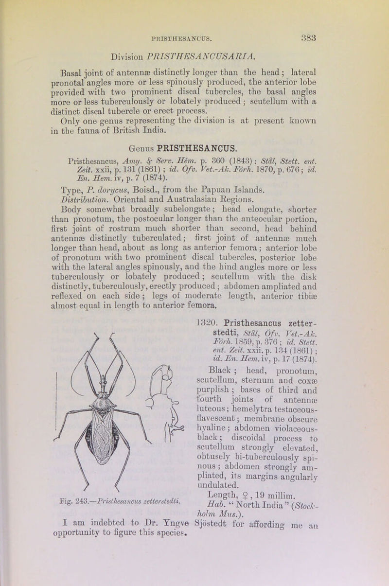 Division PR1STHESA NOUS A III A. Basal joint of antennae distinctly longer than the head ; lateral pronotal angles more or less spinously produced, the anterior lobe provided ■with two prominent discal tubercles, the basal angles more or less tuberculously or lobatelv produced ; seutellum with a distinct discal tubercle or erect process. Only one genus representing the division is at present known in the fauna of British India. Genus PRISTHESANCUS. Pristhesancus, Amy. Sf Serv. Hem. p. 360 (1843): Stdl, Stett. ent. Zeit. xxii, p. 131 (1861) ; id. Ofv. Vet.-Ak. Fork. 1870, p. 676; id. En. Hem. it, p. 7 (1874). Type, P. doryeus, Boisd., from the Papuan Islands. Distribution. Oriental and Australasian Regions. Body somewhat broadly subelongate; head elongate, shorter than pronotum, the postocular longer than the anteocular portion, first joint of rostrum much shorter than second, head behind antennae distinctly tuberculated; first joint of antennae much longer than head, about as long as anterior femora; anterior lobe of pronotum with two prominent discal tubercles, posterior lobe with the lateral angles spinously, and the hind angles more or less tuberculously or lobately produced; seutellum with the disk distinctly, tuberculously, erectly produced ; abdomen ampliated and reflexed on each side; legs of moderate length, anterior tibiae almost equal in length to anterior femora. Fig. 243.—Pristhesancus zetterstedti. I am indebted to Dr. Yngve opportunity to figure this species. 1320. Pristhesancus zetter- stedti, Stdl, Ofv. Vet.-Ak. Fork. 1859, p. 376 ; id. Stett. ent. Zeit. xxii. p. 134 (1861) ; id. En. Hem. iv, p. 17 (1874). Black ; head, pronotum, seutellum, sternum and coxae purplish ; bases of third and fourth joints of antennae luteous; hemelytra testaceous- tiavescent; membrane obscure hyaline; abdomen violaceous- black ; discoidal process to seutellum strongly elevated, obtusely bi-tuberculously spi- nous ; abdomen strongly am- pliated, its margins angularly undulated. Length, $ , 19 millim. Hah. “ North India ” (Stock- holm Mus.). Sjostedt for affording me an
