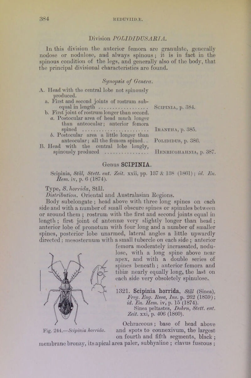 Division POLIDID USA It I A. In this division the anterior femora are granulate, generally nodose or nodulose, and always spinous ; it is in fact in the spinous condition of the legs, and generally also of the body, that the principal divisional characteristics are found. Synopsis of Genera. A. Head with the central lobe not spinously produced. a. First and second joints of rostrum sub- equal in length b. First joint of rostrum longer than second. a. Postocular area of head much longer than anteocular; anterior femora spined l>. Postocular area a little longer than anteocular; all the femora spined. . B. Head with the central lobe longly, spinously produced Scipinia, ]). 384. IllANTIlA, p. 385. Polididus, p. 380. 1 IeNIIICOH A1INIA, p. 387. Genus SCIPINIA. Scipinia, St SI, Stctt. cut. Zeit. xxii, pp. 137 & 138 (1801); id. Jin. llem. iv, p. 0 (1874). Type, (S. horrida, Still. Distribution. Oriental and Australasian Kegions. Body subelongate ; head above with three long spines on each side and with a number of small obscure spines or spinules between or around them ; rostrum with the first and second joints equal in length ; first joint of antenna) very slightly longer than head ; anterior lobe of pronotum with four long and a number of smaller spines, posterior lobe unarmed, lateral angles a little upwardly directed : mesosternum with a small tubercle on each side ; anterior femora moderately incrassated, nodu- lose, with a long spine above near apex, and with a double series of spines beneath ; anterior femora and tibia) nearly equally long, the last on each side very obsoletely spiuulose. 1321. Scipinia horrida, Stdl (Sinea), Frey. Fug. Eesa, Ins. p. 262 (1859); id. En. Hem. iv, p. 15 (1874). Sinea peltastes, JDohm, Stctt. ent. Zeit. xxi, p. 406 (1860). Ochraceous; base of bead above and spots to connexivum, the largest on fourth and fifth segments, black ; membrane bronzy, its apical area paler, subhyaline ; clavus fuscous ; / \ Fig. 244.—Scipinia horrida.