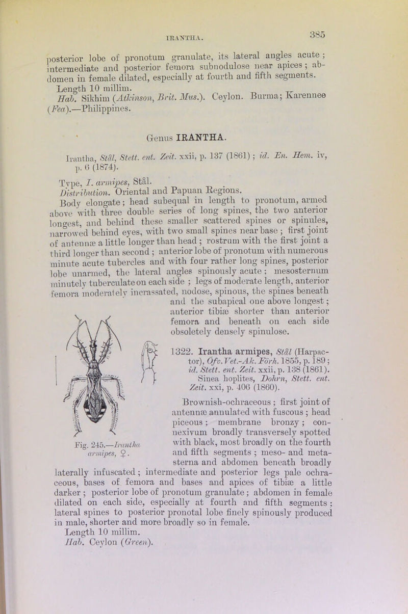 IRANTHA. posterior lobe of pronotum granulate, its lateral angles acute ; intermediate and posterior femora subnodulose near apices ; ab- domen in female dilated, especially at fourth and fifth segments. Length 10 millim. Hab. Sikhirn (AtJcinson, Brit. Mus.). Ceylon. Burma; Karennee (jFed).—Philippines. Genus IRANTHA. Irantha, Stfil, Stott, ent. '/At. xxii, p. 137 (1861); id. En. Hem. iv, p. 6 (1874). Tvpe, I. armipes, Stfil- Distribution. Oriental and Papuan Regions. Body elongate; head subequal in length to pronotum, armed above with three double series of long spines, the two anterior longest, and behiud these smaller scattered spines or spinules, narrowed behind eyes, with two small spines near base; first joint of antennre a little longer than head ; rostrum with the first joint a tliird longer than second ; anterior lobe of pronotum with numerous minute acute tubercles and with four rather long spines, posterior lobe unarmed, the lateral angles spinously acute; mesosternum minutely tuberculateou each side ; legs of moderate length, anterior femora moderately incrassated, nodose, spinous, the spines beneath and the subapical one above longest; auterior tibia; shorter than anterior femora and beneath on each side obsoletely densely spinnlose. 1322. Irantha armipes, StSl (ITarpac- tor), Ofu. Vet.-Ak. Fork. 1855, p. 189; id. Stett. ent. Zeit. xxii, p. 138 (1861). Sinea lioplites, Dohrn, Stett. ent. Zeit. xxi, p. 406 (1860). Brownish-ochraceous ; first joint of antenna) auuulated with fuscous ; head piceous; membrane bronzy; con- nexivum broadly transversely spotted with black, most broadly on the fourth and fifth segments ; meso- and meta- sterna and abdomen beneath broadly laterally infuscated; intermediate and posterior legs pale ochra- ceous, bases of femora and bases and apices of tibia) a little darker ; posterior lobe of pronotum granulate; abdomen in female dilated on each side, especially at fourth and fifth segments : lateral spines to posterior pronotal lobe finely spinously produced in male, shorter and more broadly so in female. Length 10 millim. Hab. Ceylon (Green).