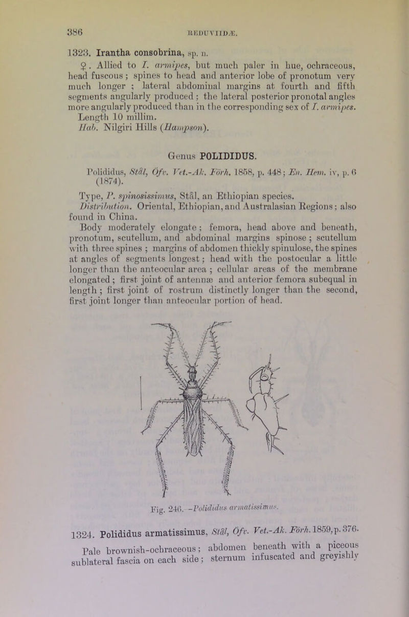 HEDUVIlDyE. 38t> 1323. Irantha consobrina, sp. n. 2. Allied to I. cirmipes, but much paler iu hue, ochraceous, head fuscous; spines to head and anterior lobe of pronotum very much longer ; lateral abdominal margins at fourth and fifth segments angularly produced : the lateral posterior pronotal angles more angularly produced than in the corresponding sex of I. armipes. Length 10 millim. Hub. Nilgiri Hills (Humpson). Genus POLIDIDUS. Polididus, Stftt, Ofv. Vet.-Ah. Forh. 1858, p. 448; En. Hem. iv, p. 0 (1874). Type, spinosissimus, Stfil, an Ethiopian species. Distribution. Oriental, Ethiopian,and Australasian Iiegions; also found in China. Body moderately elongate: femora, head above and beneath, pronotum, scutellum, and abdominal margins spinose ; scutellum with three spines ; margins of abdomen thickly spinulose, the spines at angles of segments longest; head with the postocular a little longer than the anteocular area ; cellular areas of the membrane elongated ; first joint of antenna) and anterior femora subequal in length; first joint of rostrum distinctly longer than the second, first joint longer than anteocnlar portion of head. l<’ig. 24(‘>. -Polididus armatissimu?. 1324. Polididus armatissinvus. St til, Ofv- Vet.-Ah. Fork. 1859, p. 3/ (>• Pale brownish-ochraceous; abdomen sublateral fascia on each side ; sternum beneath with a piceous infuscated and greyishly