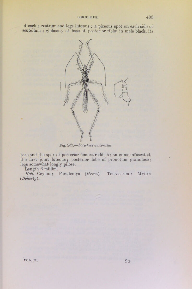 of each ; rostrum and legs luteous ; a piceous spot on each side of scutellum ; globosity at base of posterior tibiae in male black, its base and the apex of posterior femora reddish ; antennae infuscated, the first joint luteous ; posterior lobe of pronotum granulose ; legs somewhat longly pilose. Length 6 millim. Hob. Ceylon ; Peradeniya {Green). Tenasserim ; Myitta {Doherty). TOL. II. 2e