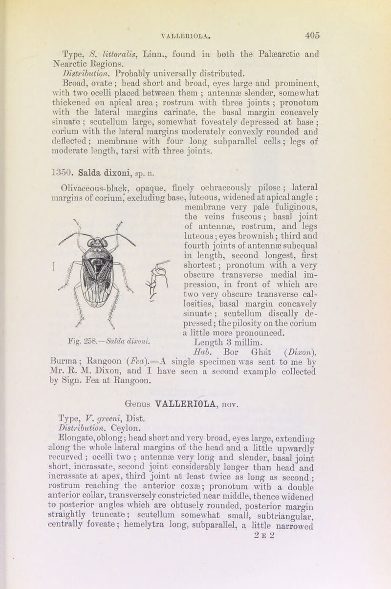 Type, S. littoralis, Liuu., found in both the Pahearctic- and Xearctic Regions. Distribution. Probably universally distributed. Broad, ovate; head short and broad, eyes large and prominent, with two ocelli placed between them ; antennae slender, somewhat thickened on apical area; rostrum with three joints ; pronotum with the lateral margins carinate, the basal margin concavely sinuate ; scutellum large, somewhat foveately depressed at base ; corium with the lateral margins moderately convexly rounded and deflected; membrane with four long subparallel cells; legs of moderate length, tarsi with three joints. 1350. Saida dixoni, sp. n. Olivaceous-black, opaque, finely ochraceously pilose; lateral margins of corium,' excluding base, luteous, widened at apical angle ; membrane very pale fuliginous, the veins fuscous; basal joint of antennae, rostrum, and legs luteous; eyes brownish; third and fourth joints of antennae subequal in length, second longest, first shortest; pronotum with a very obscure transverse medial im- pression, in front of which are two very obscure transverse cal- losities, basal margin concavely sinuate; scutellum discally de- pressed; thepilosity on the corium a little more pronounced. Length 3 millim. Hub. Bor Ghat (Dixon). Burma; Rangoon (Fea).—A single specimen was sent to me by Mr. R. 31. Dixon, and I have seen a second example collected by Sign. Pea at Rangoon. Genus VALLERIOLA, nov. Type, V. greeni, Dist. Distribution. Ceylon. Elongate,oblong; head short and very broad, eyes large, extending along the whole lateral margins of the head and a little upwardly recurved ; ocelli two ; antennae very long and slender, basal joint short, incrassate, second joint considei’ably longer than head and incrassate at apex, third joint at least twice as long as second ; rostrum reaching the anterior coxae; pronotum with a double anterior collar, transversely constricted near middle, thence widened to posterior angles which are obtusely rounded, posterior margin straightly truncate; scutellum somewhat small, subtrianguiar, centrally foveate; hemelytra long, subparallel, a little narrowed 2 e 2 Fig. 258.—Saida dixoni.