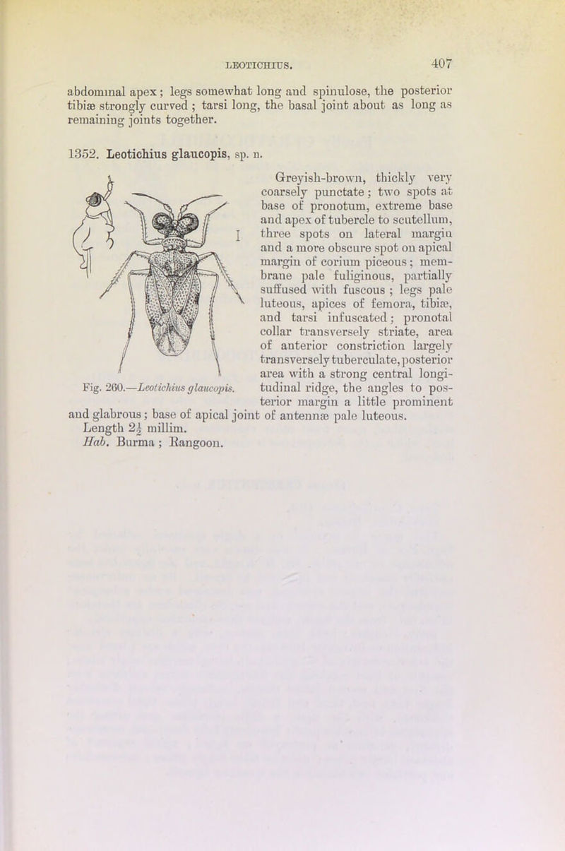 abdominal apex ; legs somewhat long and spinulose, the posterior tibiae strongly carved ; tarsi long, the basal joint about as long as remaining joints together. 1352. Leotichius glaucopis, sp. n. Greyish-brown, thickly very coarsely punctate; two spots at base of pronotum, extreme base and apex of tubercle to scutellum, three spots on lateral margiu and a more obscure spot on apical margin of corium piceous; mem- brane pale fuliginous, partially suffused with fuscous ; legs pale luteous, apices of femora, tibia?, and tarsi infuscated: pronotal collar transversely striate, area of anterior constriction largely transversely tuberculate, posterior area with a strong central longi- tudinal ridge, the angles to pos- terior margin a little prominent and glabrous; base of apical joint of antennae pale luteous. Length 2.| millim. Hah. Burma ; Rangoon. Fig. 260.—Leotichius glaucopis.