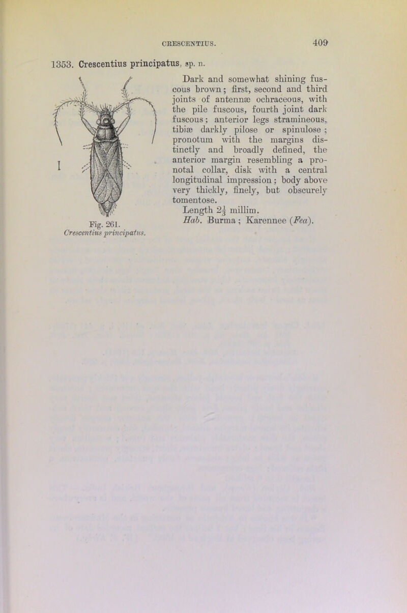 CRESCENTIUS. 40<> 1353. Crescentius principatus: sp. n. Fig. 261. Crescentius principatus. Dark and somewhat shining fus- cous brown; first, second and third joints of antennas ochraceous, with the pile fuscous, fourth joint dark fuscous; anteibor legs stramineous, tibiae darkly pilose or spinulose ; pronotum with the margins dis- tinctly and broadly defined, the anterior margin resembling a pro- notal collar, disk with a central longitudinal impression; body above very thickly, finely, but obscurely tomentose. Length 2g millim. Hah. Burma ; Karennee (Fea).