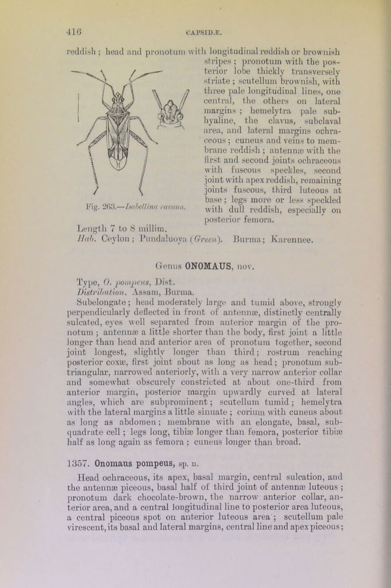 reddish ; head and pronotuin with longitudinal reddish or brownish stripes ; pronotuin with the pos- terior lobe thickly transversely striate ; scutellum brownish, with three pale longitudinal lines, one central, the others on lateral margins ; hemelytra pale sub- hyaline, the clavus, subclaval area, and lateral margins ochra- ceous ; cuneus and veins to mem- brane reddish ; antennae with the first and second joints ochraceous with fuscous speckles, second joint with apex reddish, remaining joints fuscous, third luteous at base; legs more or less specified with dull reddish, especially on posterior femora. Fig. 2015.—Imhellina ravana. Length 7 to 8 millim. J lab. Ceylon; Pundaluoya (Green). Burma; Karennee. Genus 0N0MAUS, nov. Type, 0. ponqteus, Dist. Distribution. Assam, Burma. Subelongate; head moderately large and tumid above, strongly perpendicularly deflected in front of antenna?, distinctly centrally suleated, eyes well separated from anterior margin of the pro- notum ; antenna? a little shorter than the body, first joint a little longer than head and anterior area of pronotuin together, second joint longest, slightly longer than third; rostrum reaching posterior coxa?, first joint about as long as head; pronotuin sub- triangular, narrowed anteriorly, with a very narrow anterior collar and somewhat obscurely constricted at about one-third from anterior margin, posterior margin upwardly curved at lateral angles, which are subprominent; scutellum tumid; hemelytra with the lateral margins a little sinuate ; corium with cuneus about as long as abdomen ; membrane with an elongate, basal, sub- quadrate cell; legs long, tibia? longer than femora, posterior tibia? half as long again as femora ; cuneus longer than broad. 1857. Onomaus pompeus, sp. n. Head ochraceous, its apex, basal margin, central sulcation, and the antenna? piceous, basal half of third joint of antenna? luteous ; pronotum dark chocolate-brown, the narrow anterior collar, an- terior area, and a central longitudinal line to posterior area luteous, a central piceous spot on anterior luteous area ; scutellum pale virescent, its basal and lateral margins, central line and apex piceous;