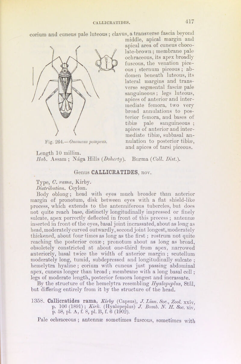 CALLICItATIDES. corium and cuneus pale luteous ; clavus, a transverse fascia beyond Length 10 millirn. Hub. Assam ; Naga Hills (Doherty). Burma (Coll. Dlst.). Type, C. rama, Kirby. Distribution. Ceylon. Body oblong; head with eyes much broader than anterior margin of pronotum, disk between eyes with a flat shield-like process, which extends to the antenniferous tubercles, but does not quite reach base, distinctly longitudinally impressed or finely sulcate, apex porrectly deflected iu front of this process ; antennae inserted in front of the eyes, basal joint incrassated, about as long as head, moderately curved outwardly, second joint longest, moderately thickened, about four times as long as the first; rostrum not quite reaching the posterior coxae ; pronotum about as long as broad, obsoletely constricted at about one-third from apex, narrowed anteriorly, basal twice the width of anterior margin; scutellum moderately long, tumid, subdepressed and longitudinally sulcate ; hemelytra hyaline; corium with cuneus just passing abdominal apex, cuneus longer than broad ; membrane with a long basal cell; legs of moderate length, posterior femora longest and incrassate. By the structure of the hemelytra resembling Hyalopeplus, Stfil, but differing entirely from it by the structure of the head. 1358. Callicratides rama, Kirby (Capsus), J. Linn. Soc., Zool. xxiv p. 106 (1891); Kirk. (Hyalopeplus) J. Bomb. N. H. Soc xiv p. 58, pi. A, f. 8, pi. B, f. 6 (1902). Pale ochraceous; antennae sometimes fuscous, sometimes with Fig. 264.— Onomaus pompous. middle, apical margin and apical area of cuneus choco- late-brown; membrane pale ochraceous, its apex broadly fuscous, the venation pice- ous ; sternum piceous ; ab- domen beneath luteous, its lateral margins and trans- verse segmental fasciae pale sanguineous; legs luteous, apices of anterior and inter- mediate femora, two very broad annulations to pos- terior femora, and bases of tibiae pale sanguineous ; apices of anterior and inter- mediate tibiae, subbasal an- nulation to posterior tibiae, and apices of tarsi piceous. Genus CALLICRATIDES. nov.