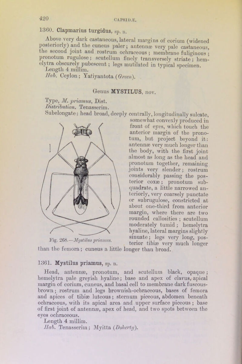 1360. Clapmarius turgidus, sp. u. Above very dark castaneous, lateral margins of coriura (widened posteriorly) and the cuneus paler; antenna? very pale castaneous, t he secood joint and rostrum ochraceous ; membrane fuliginous ; pionotuin rugulose; scutelluin finely transversely striate; hem- elytra obscurely pubescent; legs mutilated in typical specimen. Length 4 millim. 1 Jfnb. Ceylon; Yatiyantota (Green). Genus MY STILUS, nov. Type, M. priamus, Dist. Distribution. Tenasserim. Subelongate: head broad, deeply centrally,longitudinally sulcate, than the femora; cuneus a little longer than broad! 1361. Mystilus priamus, sp. n. Head, antennae, pronotum, and scutelluin black, opaque; hemelytra pale greyish hyaline; base and apex of clavus, apical margin of eorium, cuneus, and basal cell to membrane dark fuscous- brown ; rostrum and legs brownish-ochraceous, bases of femora and apices of tibiae luteous; sternum piceous, abdomen beneath ochraceous, with its apical area and upper surface piceous; base of first joint of antennae, apex of head, and two spots between the eyes ochraceous. Length 4 millim. ]Iab. Tenasserim; Myitta {Doherty). Fig. 268.—Mystilus 'priamus. somewhat convexly produced in front of eyes, which touch the anterior margin of the prono- tum, but project beyond it: antennae very much longer than the body, with the first joint almost as long as the head and pronotum together, remaining joints very slender; rostrum considerably passing the pos- terior coxae; pronotum sub- quadrate, a little narrowed an- teriorly, very coarsely punctate or 8ubruguiose, constricted at about one-thircl from anterior margin, where there are two rounded callosities ; scutelluin moderately tumid; hemelytra hyaline, lateral margins slightly sinuate; legs very long, pos- terior tibiae very much longer