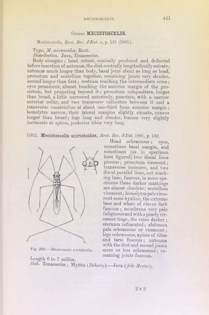 MEC1STOSCELIS. Genus MECISTOSCELIS. Mocistoscelis, Rent. Iter. iVEnt. x, p. 131 (1891). Type, M. scirtetoides, Reut. Distribution. Java, Tenasserim. Body elongate ; head robust, conically produced and deflected before insertion of antennas, the disk centrally longitudinally sulcate; antennae much longer than body, basal joint about as long as head, pronotum and scutellum together, remaining joints very slender, second longer than first; rostrum reaching the intermediate coxae; eyes prominent, almost touching the anterior margin of the pro- notum, but projecting beyond it; pronotum subquadrate, longer than broad, a little narrowed anteriorly, punctate, with a narrow anterior collar, and two transverse callosities between it and a transverse constriction at about one-third from anterior margin; hemelytra narrow, their lateral margins slightly sinuate, cuneus longer than broad; legs long and slender, femora very slightly incrassate at apices, posterior tibite very long. 13(52. Mecistoscelis scirtetoides, lleut. liev. (VEnt. 1891, p. 132. Head ochraceous ; eyes, sometimes basal margin, and sometimes (as in specimen here figured) two discal lines piceous; pronotum virescent; transverse incisures, and two discal parallel lines, not reach- ing base, fuscous, in some spe- cimens these darker markings are almost obsolete; scutellum virescent; hemelytra pale vires- cent semi-hyaline, the extreme base and whole of clavus dark fuscous ; membrane very pale fuliginous and with a pearly vir- escent tinge, the veins darker ; sternum infuscated; abdomen pale ochraceous or virescent; legs ochraceous, apices of tibiae and tarsi fuscous; anteunte with the first and second joints more or less ochraceous; re- maining joints fuscous. fig. 2t5'J.—Mecistoscelis scirtetoides. Length 0 to 7 million 11 ah. Tenasserim ; Myitta (Doherty).—Java (fide Reuter).