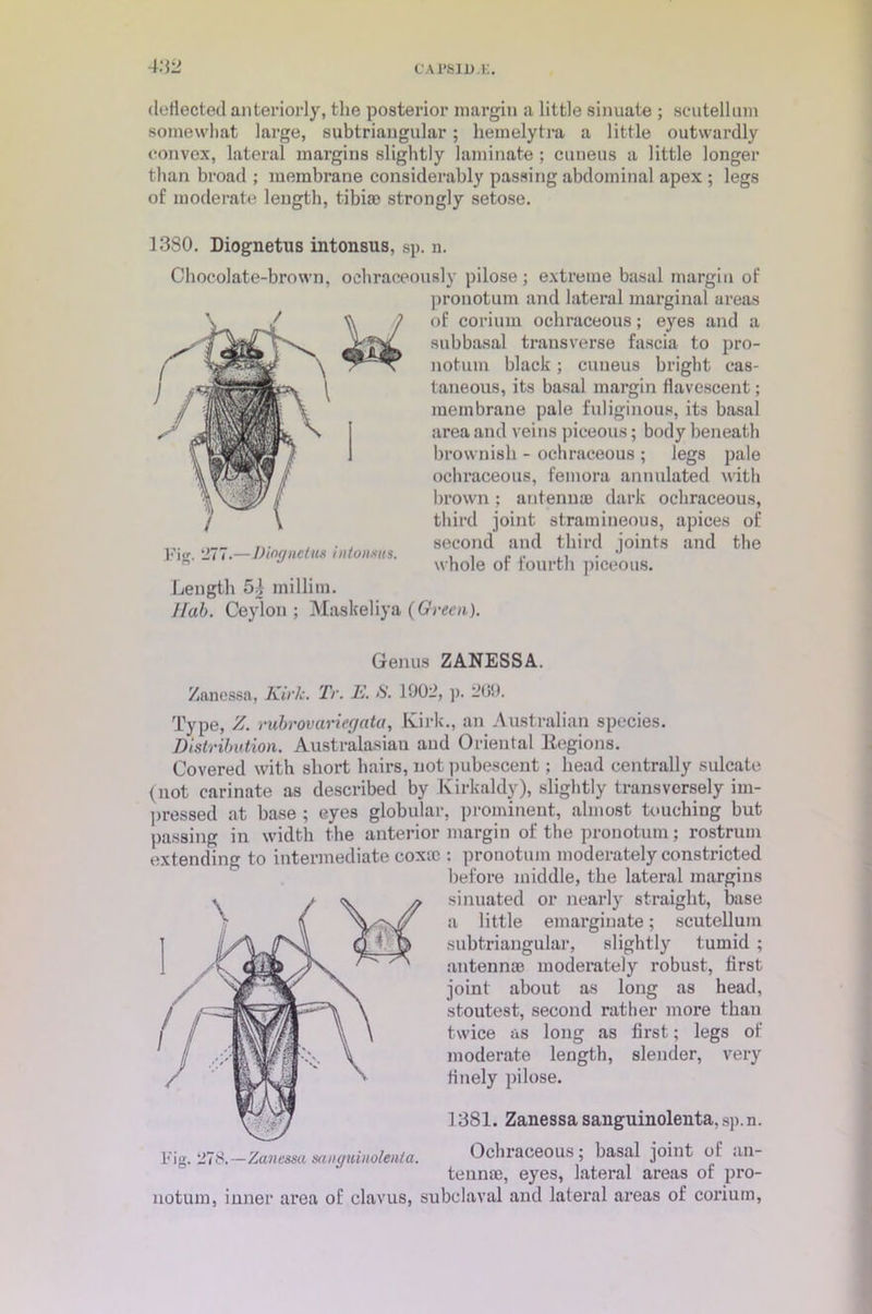 deflected anteriorly, the posterior margin a little sinuate ; scutellum somewhat large, subtriangular; liemelytra a little outwardly convex, lateral margins slightly laminate; cuneus a little longer than broad ; membrane considerably passing abdominal apex ; legs of moderate length, tibiae strongly setose. 13S0. Diognetus intonsus, sp. n. Chocolate-brown, ocbraceously pilose; extreme basal margin of pronotum and lateral marginal areas of coriurn ocliraceous; eyes and a subbasal transverse fascia to pro- notum black; cuneus bright cas- taneous, its basal margin flavescent; membrane pale fuliginous, its basal area and veins piceous; body beneath brownish - ocliraceous ; legs pale ocliraceous, femora annulated with brown; antennas dark ocliraceous, third joint stramineous, apices of second and third joints and the whole of fourth piceous. Hub. Ceylon; Maskeliya (Green). l'i<r. 277.—Diognetus intonsus. Length 5| millira. Genus ZANESSA. Zanessa, Kirk. Tr. E. S. 1002, p. 209. Type, Z. rubrovariegata, Kirk., an Australian species. Distribution. Australasian and Oriental Legions. Covered with short hairs, not pubescent; head centrally sulcate (not carinate as described by Kirkaldy), slightly transversely im- pressed at base ; eyes globular, prominent, almost touching but passing in width the anterior margin of the pronotum; rostrum extending to intermediate cox® : pronotum moderately constricted before middle, the lateral margins sinuated or nearly straight, base a little emargiuate; scutellum subtriangular, slightly tumid ; antennas moderately robust, first joint about as long as head, stoutest, second rather more than twice as long as first; legs of moderate length, slender, very finely pilose. 1381. Zanessa sanguinolenta, sp.n. 1'ig. 278.—Zanessa sangnimlenta. Ocliraceous; basal joint of an- tennae, eyes, lateral areas of pro- notum, inner area of clavus, subclaval and lateral areas of corium,