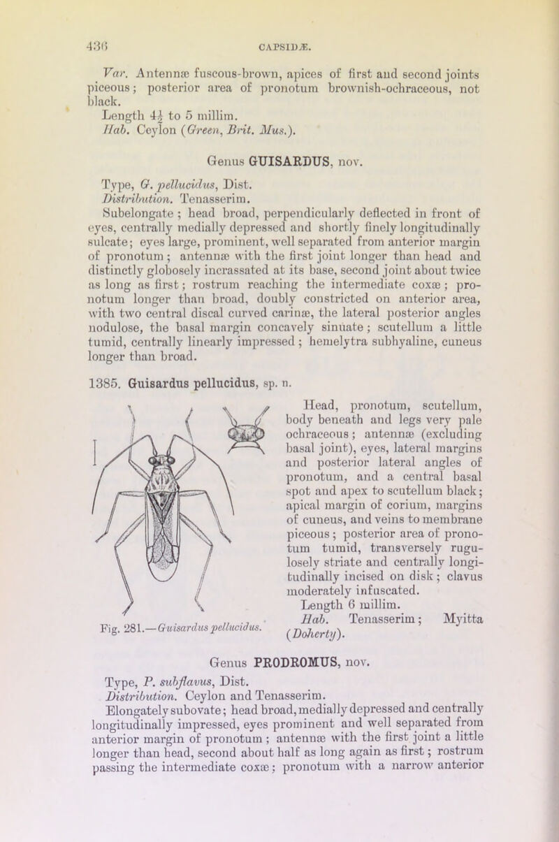 Var. Antennae fuscous-brown, apices of first and second joints piceous; posterior area of pronotum brownish-oehraceous, not black. Length 4i to 5 millim. llab. Ceylon {Green. Brit. Mus.). Genus GUISARDUS, nov. Type, G. pellucidus, Dist. Distribution. Tenasserim. Subelongate ; bead broad, perpendicularly deflected in front of eyes, centrally medially depressed and shortly finely longitudinally sulcate; eyes large, prominent, well separated from anterior margin of pronotum ; antennae with the first joint longer than head and distinctly globosely incrassated at its base, second joint about twice as long as first; rostrum reaching the intermediate coxae ; pro- notum longer than broad, doubly constricted on anterior area, with two central discal curved carina?, the lateral posterior angles nodulose, the basal margin concavely sinuate; scutellum a little tumid, centrally linearly impressed ; hemelytra subhyaline, cuneus longer than broad. 1385. Guisardus pellucidus, sp. n. Head, pronotum, scutellum, body beneath and legs very pale ochraceous; antenna? (excluding basal joint), eyes, lateral margins and posterior lateral angles of pronotum, and a central basal spot and apex to scutellum black; apical margin of corium, margins of cuneus, and veins to membrane piceous ; posterior area of prono- tum tumid, transversely rugu- losely striate and centrally longi- tudinally incised on disk ; clavus moderately infuseated. Length 6 millim. Bab. Tenasserim; Myitta {Doherty). Genus PRODROMUS, nov. Type, P. subjlavus, Dist. Distribution. Ceylon and Tenasserim. Elongatelysubovate; head broad, medially depressed and centrally longitudinally impressed, eyes prominent and well separated from anterior margin of pronotum ; antennae with the first joint a little longer than head, second about half as long again as first; rostrum passing the intermediate coxae: pronotum with a narrow anterior Fig. 281.— Guisardus ‘pellucidus.