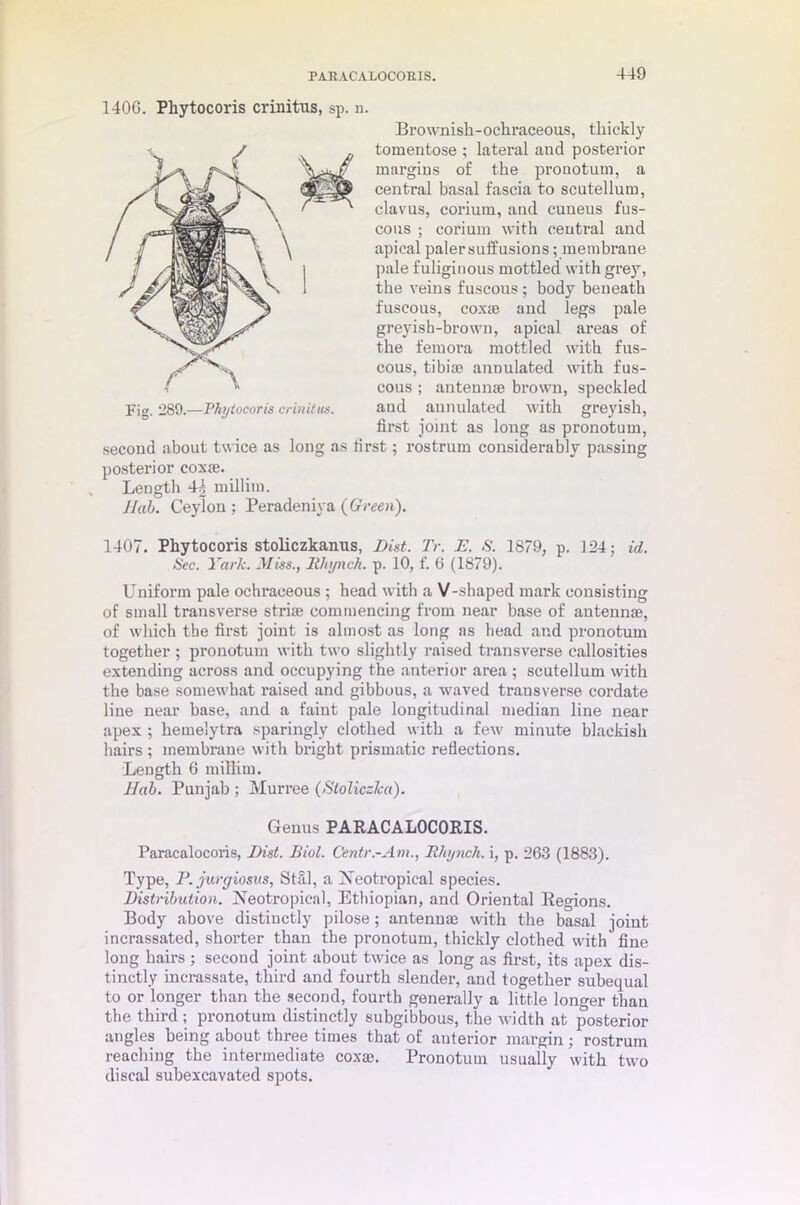 1406. Pliytocoris crinitus, sp. n, Fig. 289.—Pkytocoris crinitus. Brownisk-ochraceous, thickly tomentose ; lateral and posterior margins of the pronotum, a central basal fascia to scutellum, clavus, corium, and cuueus fus- cous ; corium with central and apical paler suffusions; membrane pale fuliginous mottled with grey, the veins fuscous; body beneath fuscous, coxae and legs pale greyish-brown, apical areas of the femora mottled with fus- cous, tibiae annulated with fus- cous ; antennae brown, speckled and annulated with greyish, first joint as long as pronotum, second about twice as long as first; rostrum considerably passing posterior coxae. Length millim. Jfab. Ceylon; Peradeniya (Green). 1407. Phytocoris stoliczkanus, Dist. Tr. JE. S. 1879, p. 124; id. Sec. Yark. Miss., Rhynch. p. 10, f. 6 (1879). Uniform pale ochraeeous ; head with a V-shaped mark consisting of small transverse striae commencing from near base of antennae, of which the first joint is almost as long as head and pronotum together ; pronotum with two slightly raised transverse callosities extending across and occupying the anterior area ; scutellum with the base somewhat raised and gibbous, a waved transverse cordate line near base, and a faint pale longitudinal median line near apex ; hemelytra sparingly clothed with a few minute blackish hairs ; membrane with bright prismatic reflections. Length 6 millim. Hub. Punjab ; Murree (Stoliczka). Paracalocoris, Dist. Biol. Centr.-Am., Rhynch. i, p. 263 (1883). Type, P. jurgiosus, Stal, a Neotropical species. Distribution. Neotropical, Ethiopian, and Oriental Regions. Body above distinctly pilose; antennae with the basal joint incrassated, shorter than the pronotum, thickly clothed with fine long hairs ; second joint about twice as long as first, its apex dis- tinctly incrassate, third and fourth slender, and together subequal to or longer than the second, fourth generally a little longer than the third ; pronotum distinctly subgibbous, the width at posterior angles being about three times that of anterior margin ; rostrum reaching the intermediate coxae. Pronotum usually with two discal subexcavated spots. Genus PARACALOCORIS.