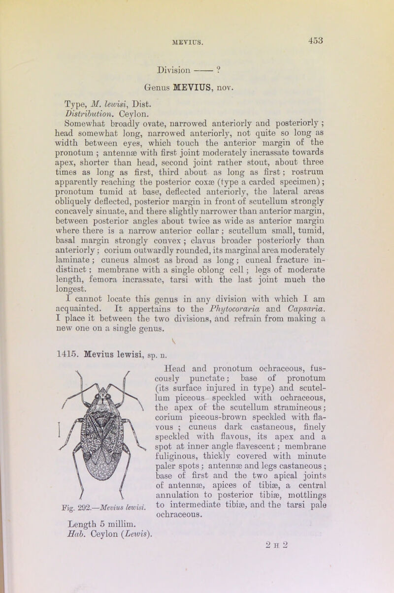 MEVIUS. Division ? Genus MEVIUS, nov. Type, M. lewisi, Dist. Distribution. Ceylon. Somewhat broadly ovate, narrowed anteriorly and posteriorly ; head somewhat long, narrowed anteriorly, not quite so long as width between eyes, which touch the anterior margin of the pronotum ; antennas with first joint moderately incrassate towards apex, shorter than head, second joint rather stout, about three times as long as first, third about as long as first; rostrum apparently reaching the posterior cox® (type a carded specimen); pronotum tumid at base, deflected anteriorly, the lateral areas obliquely deflected, posterior margin in front of scutellum strongly concavely sinuate, and there slightly narrower than anterior margin, between posterior angles about twice as wide as anterior margin where there is a narrow anterior collar ; scutellum small, tumid, basal margin strongly convex; clavus broader posteriorly than anteriorly; corium outwardly rounded, its marginal area moderately laminate; cuneus almost as broad as long; cuneal fracture in- distinct ; membrane with a single oblong cell; legs of moderate length, femora incrassate, tarsi with the last joint much the longest. I cannot locate this genus in any division with which I am acquainted. It appertains to the Phytocoraria and Capsaria. I place it between the two divisions, and refrain from mating a new one on a single genus. V 1415. Mevius lewisi, sp. n. Head and pronotum ochraceous, fus- cously punctate; base of pronotum (its surface injured in type) and scutel- lum piceous speckled with ochraceous, the apex of the scutellum stramineous; corium piceous-brown speckled with fla- vous ; cuneus dark castaneous, finely speckled with flavous, its apex and a spot at inner angle flaveseent; membrane fuliginous, thickly covered with minute paler spots : antennae and legs castaneous ; base of first and the two apical joints of antennae, apices of tibiae, a central annulation to posterior tibiae, mottlings to intermediate tibiae, and the tarsi pale ochraceous. Hah. Ceylon (Leiuis). Fig. 292.—Mevius lewisi. Length 5 millim. 2 H. 2