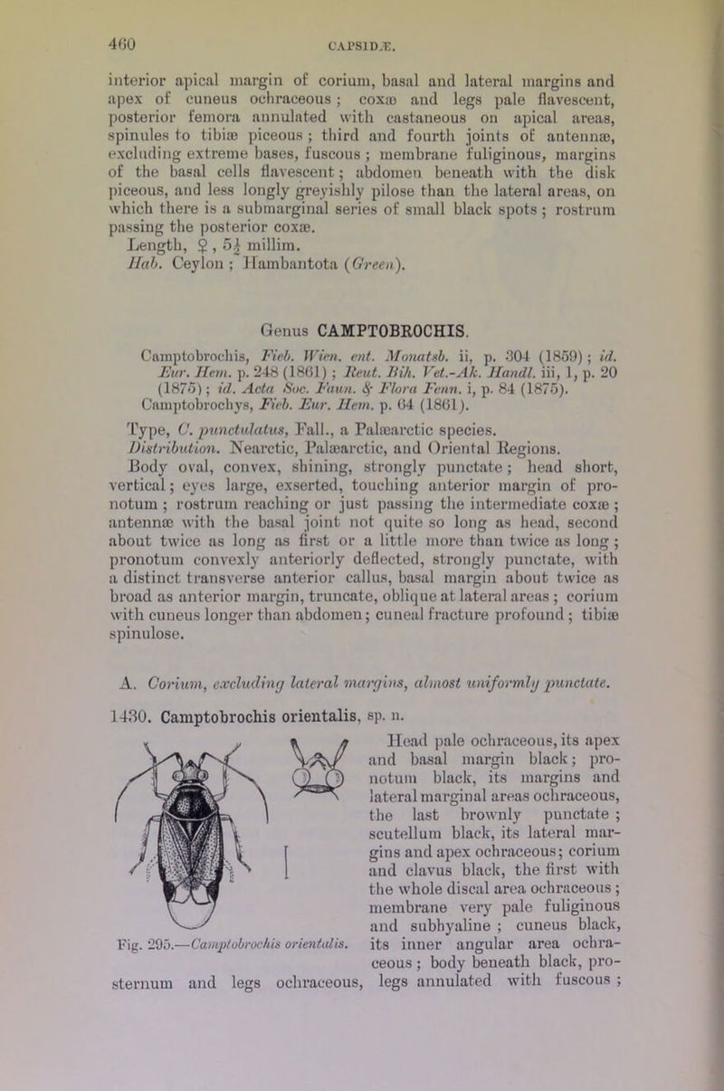 4G0 interior apical margin of corium, basal and lateral margins and apex of cuneus ochraceous; coxio and legs pale flavescent, posterior femora annulated with castaneous on apical areas, spinules to tibiae piceous ; third and fourth joints of antennae, excluding extreme bases, fuscous ; membrane fuliginous, margins of the basal cells flavescent; abdomen beneath with the disk piceous, and less longly greyishly pilose than the lateral areas, on which there is a submarginal series of small black spots ; rostrum passing the posterior coxae. Length, $ , 54 millim. Hah. Ceylon ; Hambantota {Green). Genus CAMPTOBROCHIS. Camptobrochis, Fieb. Wien. ent. Monatsb. ii, p. 304 (1859) ; id. Fur. Hem. p. 248 (1861) ; lleut. Bill. Vet.-Ak. Handl. iii, 1, p. 20 (1875); id. Acta Sue. Faun. <§• Flora Fenn. i, p. 84 (1875). Camptobrochys, Fieb. Fur. Hem. p. 64 (1861). Type, C. punctulatus, Fall., a Palaearctic species. Distribution. Nearctic, Palaearctic, and Oriental Regions. Body oval, convex, shining, strongly punctate; head short, vertical; eyes large, exserted, touching anterior margin of pro- noturn ; rostrum reaching or just passing the intermediate coxae ; antennae with the basal joint not quite so long as head, second about twice as long as first or a little more than twice as long ; pronotum convexly anteriorly deflected, strongly punctate, with a distinct transverse anterior callus, basal margin about twice as broad as anterior margin, truncate, oblique at lateral areas ; corium with cuneus longer than abdomen; cuneal fracture profound ; tibiae spinulose. A. Corium, excluding lateral margins, almost uniformly punctate. 1430. Camptobrochis orientalis, sp. n. Fig. 295.—Camptobrochis orientalis. sternum and legs ochraceous, Head pale ochraceous, its apex and basal margin black; pro- notum black, its margins and lateral marginal areas ochraceous, the last brownly punctate ; scutellum black, its lateral mar- gins and apex ochraceous; corium and clavus black, the first with the whole discal area ochraceous ; membrane very pale fuliginous and subhyaline ; cuneus black, its inner angular area ochra- ceous ; body beneath black, pro- legs annulated with fuscous ;