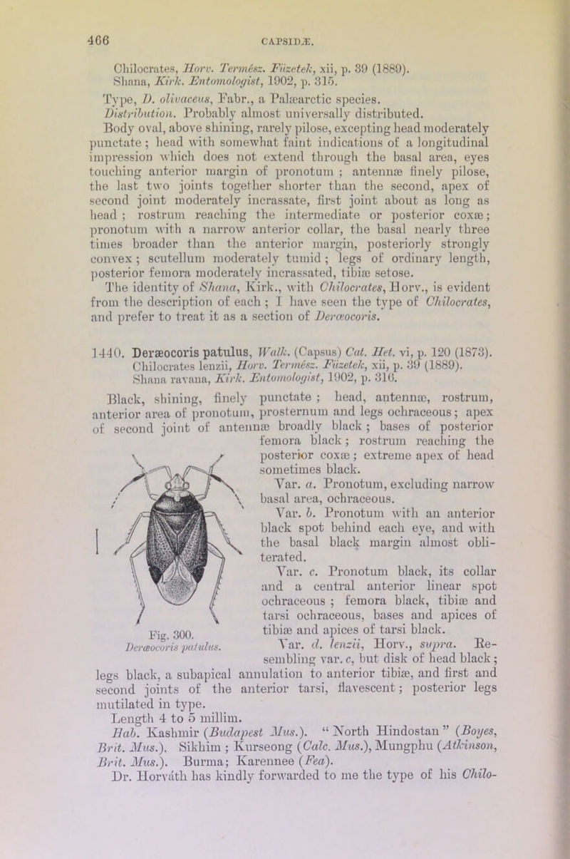 Chilocrates, Horv. Tcnnisz. Fuzetek, xii, p. 39 (1889). Sliana, Kirk. Entomologist, 1902, p. 315. Type, J). olivaceus, Fabr., a Palaearctic species. Distribution. Probably almost universally distributed. Body oval, above shining, rarely pilose, excepting head moderately punctate ; head with somewhat faint indications oil a longitudinal impression which does not extend through the basal area, eyes touching anterior margin of pronotum ; antenna? finely pilose, the last two joints together shorter than the second, apex of second joint moderately incrassate, first joint about as long as head ; rostrum reaching the intermediate or posterior coxae; pronotum with a narrow anterior collar, the basal nearly three times broader than the anterior margin, posteriorly strongly convex ; scutellum moderately tumid; legs of ordinary length, posterior femora moderately incrassated, tibia? setose. The identity of Shana, Kirk., with Chilocrates, Horv., is evident from the description of each ; I have seen the type of Chilocrates, and prefer to treat it as a section of Derceocoris. 1440. Deraeocoris patulus, Walk. (Capsus) Cat. Het. vi, p. 120 (1873). Chilocrates lenzii, Horv. Tcrmesz. Fiizetek, xii, p. 39 (1889). Sliana ravana, Kirk. Entomologist, 1902, p. 310. Black, shining, finely punctate ; head, antenna?, rostrum, anterior area of pronotum, prosternum and legs ochraceous; apex of second joint of antennae broadly black ; bases of posterior femora black; rostrum reaching the posterior coxa?; extreme apex of head sometimes black. Var. a. Pronotum, excluding narrow basal area, ochraceous. Var. b. Pronotum with an anterior black spot behind each eve, and with the basal black margin almost obli- terated. Var. c. Pronotum black, its collar and a central anterior linear spot ochraceous ; femora black, tibia? and tarsi ochraceous, bases and apices of Fig 300 tibia? and apices of tarsi black. Derceocoris patulus. Aar. <1. lenzii, Horv., supra. Be- sembling var. c, but disk of head black ; legs black, a subapical annulation to anterior tibia?, and first and second joints of the anterior tarsi, fiavescent; posterior legs mutilated in type. Length 4 to 5 millim. Hab. Kashmir (Budapest Hus.). “ North Hindostan ” (Boyes, Brit. Hus.). Sikhirn ; Ivurseong {Calc. Hus.), Mungphu (Atkinson, Brit. Hus.). Burma; Ivarennee (Fed). Dr. Horvath has kindly forwarded to me the type of his Chilo-