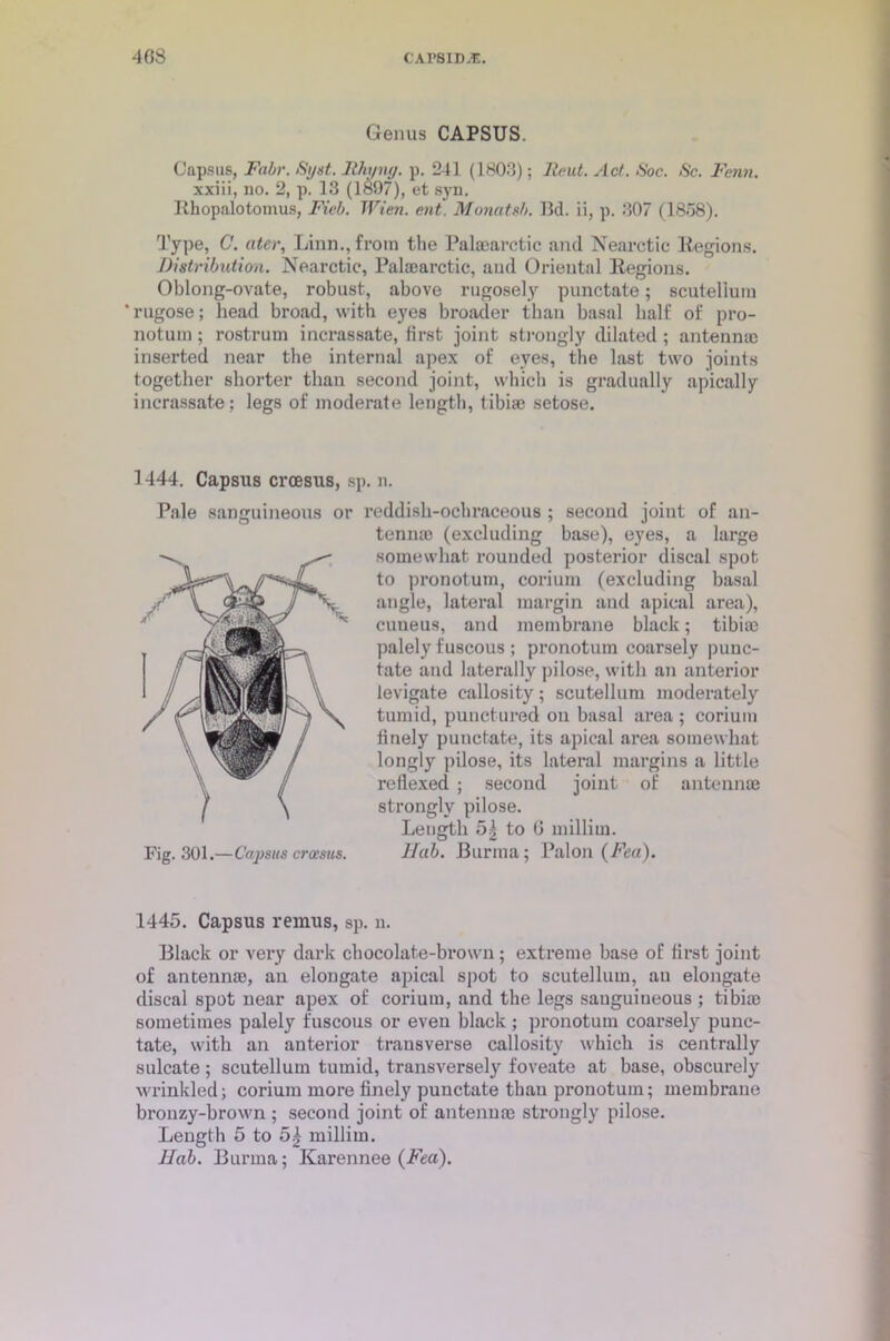 Genus CAPSUS. Capsus, Fair. Syst. Rhi/ng. p. 241 (1803); Reid. Act. Soc. Sc. Fenn. xxiii, no. 2, p. 13 (1&97), et syn. Miopalotomus, Fieb. Wien. ent. Monatsb. Bd. ii, p. 307 (1838). Type, C. ater, Linn., from the Palaearctic and Nearctic Regions. Distribution. Nearctic, Palaearctic, and Oriental Regions. Oblong-ovate, robust, above rugosely punctate; scutellum ‘ rugose; head broad, with eyes broader than basal half of pro- notuin; rostrum incrassate, first joint strongly dilated; antennae inserted near the internal apex of eyes, the last two joints together shorter than second joint, which is gradually apically incrassate; legs of moderate length, tibia} setose. 1444. Capsus crcesus, sp. n. Pale sanguineous or reddish-ochraceous ; second joint of an- tenna} (excluding base), eyes, a large somewhat rounded posterior discal spot to pronotum, corium (excluding basal angle, lateral margin and apical area), cuueus, and membrane black; tibia} palely fuscous ; pronotum coarsely punc- tate and laterally pilose, with an anterior levigate callosity; scutellum moderately tumid, punctured on basal area ; corium finely punctate, its apical area somewhat longly pilose, its lateral margins a little reflexed ; second joint of antennae strongly pilose. Length 5| to G milliin. Fig. 301.—Capsus crcesics. Hah. Burma; Pal on (Feu). 1445. Capsus remus, sp. n. Black or very dark chocolate-brown; extreme base of first joint of antennae, an elongate apical spot to scutellum, au elongate discal spot near apex of corium, and the legs sanguineous ; tibiae sometimes palely fuscous or even black ; pronotum coarsely punc- tate, with an anterior transverse callosity which is centrally sulcate ; scutellum tumid, transversely foveate at base, obscurely wrinkled; corium more finely punctate than pronotum; membrane bronzy-brown ; second joint of antennae strongly pilose. Length 5 to millim. IIah. Burma; Karennee (Fea).