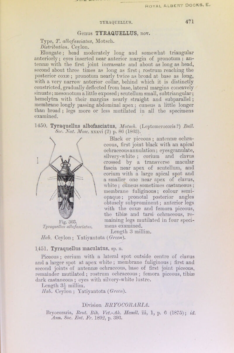 ROVAL ALBERT DOCKS. E. TYRAQUELLUS. 471 Genus TYKAQUELLUS, nov. Type, T. albofasciaius, Motsch. Distribution. Ceylon. Elongate; head moderately long and somewhat triangular anteriorly; eyes inserted near anterior margin of pronotum ; an- tennae with the first joint incrassate and about as long as head, second about three times as long as first; rostrum reaching the posterior coxae; pronotum nearly twice as broad at base as loug, with a very narrow anterior collar, behind which it is distinctly constricted, gradually deflected from base, lateral margins concavely sinuate; mesonotum a little exposed; scutellum small, subtriangular; hemelytra with their margins nearly straight and subparallel; membrane longly passing abdominal apex; cuneus a little longer than broad ; legs more or less mutilated in all the specimens examined. 1450. Tyraquellus albofasciatus, Motsch. (Leptomerocoris P) Bull. Soc. Nat. Mosc. xxxvi (2) p. 80 (1803). Black or pieeous ; antennae ochra- ceous, first joint black with an apical ochraceous annulation; eyes granulate, silvery-white ; eoriutn and clavus crossed by a transverse macular fascia near apex of scutellum, and corium with a large apical spot and a smaller one near apex of clavus, white ; cuneus sometimes castaueous; membrane fuliginous; colour semi- opaque ; pronotal posterior angles obtusely subprominent; anterior legs with the coxae and femora pieeous, the tibiae and tarsi ochraceous, re- maining legs mutilated in four speci- mens examined. Length 3 raillim. Hub. Ceylon; Tatiyantota (Green). 1451. Tyraquellus maculatus, sp. n. Pieeous ; corium with a lateral spot outside centre of clavus and a larger spot at apex white ; membrane fuliginous ; first and second joints of antennae ochraceous, base of first joint pieeous, remainder mutilated; rostrum ochraceous ; femora pieeous, tibiae dark castaneous ; eyes with silvery-white lustre. Length 3^- millim. Dab. Ceylon; Yatiyantota (Green). Division BllYOCORARIA. Bryocoraria, Rent. Bih. Vct.-Ak. Handl. iii, 1, p. 6 (1875); id. Ann. Soc. Ent. Fr. 1892, p. 393. Fig. 303. Tyraqudhcs albofasciatus.