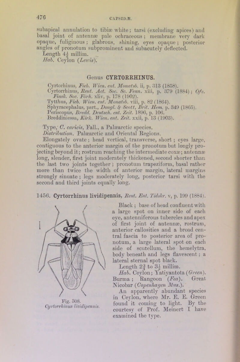 CArsiDJB. subapical annulation to tibiae white; tarsi (excluding apices) and basal joint of antennae pale ochraceous ; membrane very dark opaque, fuliginous; glabrous, shining, eyes opaque; posterior angles of pronotum subprominent and subacutely deflected. Length 44 millim. Hab. Ceylon {Lewis). Genus CYRTORRHINUS. Cyrtorhinus, Fieb. Wien. ent. Monatsb. ii, p. 313 (1858). Cyrtorrhinus, Rent. Act. Soc. Sc. Fenn. xiii, p. 379 (1884); Ofv. Ftnsli. Soc. Fbrh. xliv, p. 178 (1902). Tytthus, Fieb. Wien. cut. Monatsb. viii, p. 82 (1864). Spliyracephalus, part., Dougl. Scott, Brit. Hem. p. 349 (1865). Periseopus, Brcilcl. DetUsch. cut. Zeit. 1896, p. 106. JSreddiniessa, Kirk. Wien. ent. Zeit. xxii, p. 13 (19031. Type,' C. caricis, Fall., a Palaearctic species. Distribution. Palaearctic and Oriental Regions. Elongately ovate; bead vertical, transverse, short; eyes large, contiguous to the anterior margin of the pronotum but louglv pro- jecting beyond it; rostrum reaching the intermediate coxae; antennae long, slender, first joint moderately thickened, second shorter than the last two joints together ; pronotum trapeziform, basal rather more than twice the width of anterior margin, lateral margins strongly sinuate ; legs moderately long, posterior tarsi with the second and third joints equally long. 1456. Cyrtorrhinus lividipennis, Rent. Ent. Tidskr. v, p. 199 (1884). Black ; base of head confluent with a large spot on inner side of each eye, antenniferous tubercles and apex of first joint of antennae, rostrum, anterior callosities and a broad cen- tral fascia to posterior area of pro- notum. a large lateral spot on each side of scutellum, the hemelytra, body beneath and legs flavescent : a lateral sternal spot black. Length 2| to 3.| millim. Hub. Ceylon; Yatiyantota {Green). Burma ; Rangoon {Feci). Great Nicobar {Copenhagen Mus.). An apparently abundant species in Ceylon, where Mr. E. E. Green found it coming to light. By the courtesy of Prof. Meinert I have examined the type. Fig. 308. Cy rtorrh in us l ividipen n is.