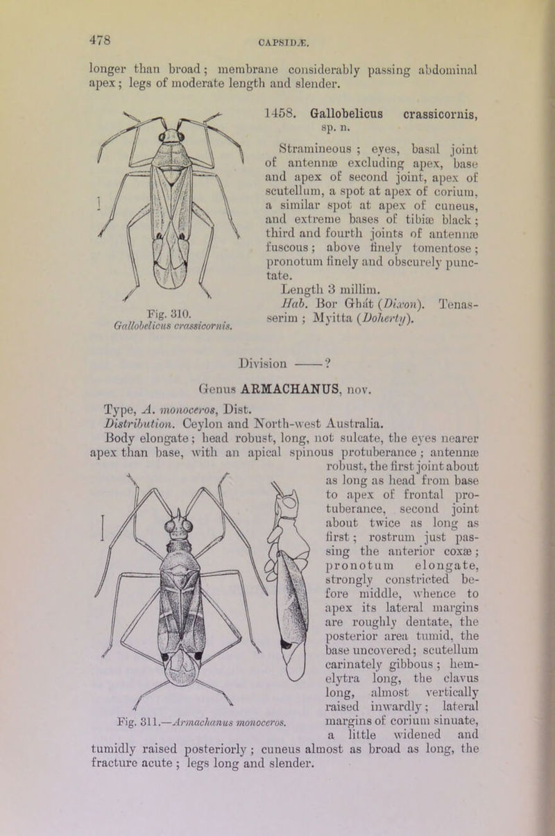 longer than broad; membrane considerably passing abdominal apex ; legs of moderate length and slender. Fig. 310. Gallobelicus cmssicornis. 1458. Gallobelicus crassicornis, sp. n. Stramineous ; eyes, basal joint of antennae excluding apex, base and apex of second joint, apex of scutellum, a spot at apex of eorium, a similar spot at apex of cuneus, and extreme bases of tibiae black; third and fourth joints of antennae fuscous; above finely tomentose; pronotum finely and obscurely punc- tate. Length 3 millim. Hub. Bor Ghat (Dixon). Tenas- serim ; Myitta (Doherty). Division ? Genus ARMACHANUS, nov. Type, A. monoceros, Dist. Distribution. Ceylon and North-west Australia. Body elongate; head robust, long, not sulcate, the eyes nearer apex than base, with an apical spinous protuberance ; antennae robust, the first joint about as long as head from base to apex of frontal pro- tuberance, second joint about twice as long as first; rostrum just pas- sing the anterior coxae; pronotum elongate, strongly constricted be- fore middle, whence to apex its lateral margins are roughly dentate, the posterior area tumid, the base uncovered; scutellum carinately gibbous ; hem- elytra long, the clavus long, almost vertically raised inwardly; lateral Fig. 311.—Annachanus monoceros. margins of eorium sinuate, a little widened and tumidly raised posteriorly ; cuneus almost as broad as long, the fracture acute ; legs long and slender.