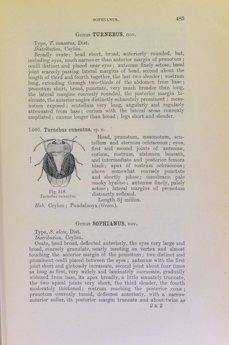 SOPHIANUS. Genus TURNEBUS, nov. Type, T. cuneatus, Dist. Distribution. Ceylon. Broadly ovate; head short, broad, anteriorly rounded, but, including eyes, much narrower than anterior margin of pronotum ; ocelli distinct and placed near eyes; antennas finely setose, basal joint scarcely passing lateral margins of head, second about the length of third and fourth together, the last two slender; rostrum long, extending through two-thirds of the abdomen from base; pronotum short, broad, punctate, very much broader than long, the lateral margins convexly rounded, the posterior margin bi- sinuate, the anterior angles distinctly subaeutely prominent; meso- notum exposed ; scutellum very long, angularly and regularly attenuated from base; corium with the lateral areas convexly ampliated; cuneus longer than broad ; legs short and slender. 1466. Turnebus cuneatus, sp. n. Head, pronotum, mesonotum, scu- tellum and sternum ochraceous; eyes, first and second joints of antenna), corium, rostrum, abdomen beneath, and intermediate and posterior femora black; apex of rostrum ochraceous; above somewhat coarsely punctate and shortly pilose; membrane pale smoky hyaline ; antennae finely, palely setose; lateral margins of pronotum distinctly reflexed. Length 3| millim. Uab. Ceylon ; Pundaluoya {Green). Fig. 318. Titmebus cuneatus. Genus SOPHIANUS, nov. Type, S. dices, Dist. Distribution. Ceylon. Ovate, head broad, deflected anteriorly, the eyes very large and broad, coarsely granulate, nearly meeting on vertex and almost touching the anterior margin of the pronotum; two distinct and prominent ocelli placed between the eyes ; antennae with the first joint short and globosely incrassate, second joint about four times as long as first, very widely and laminately incrassate, gradually widened from base, its apex broadly, a little siuuately truncate, the two apical joints very short, the third slender, the fourth moderately thickened; rostrum reaching the posterior coxae; pronotum convexly tumid, deflected anteriorly, with a narrow' anterior collar, its posterior inai’gin truncate and about twice as 2k 2