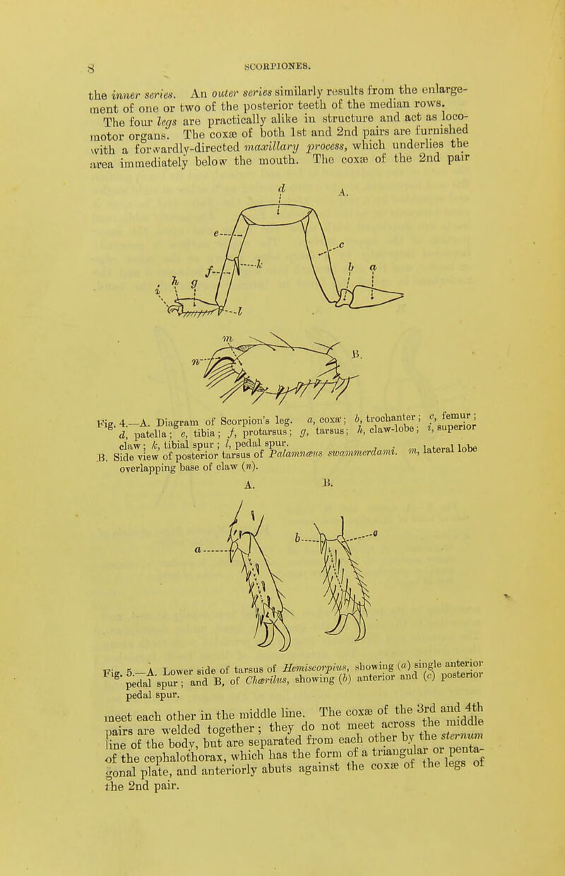 the inner seriea. An outer series similarly rusulte from the enlarge- ment of one or two of the posterior teeth of the median rows. The foui- legs are practically alil<e iu structure aud act as loco- motor organs. The coxjb of both 1st and 2nd pairs are furnished with a forvvardly-directed maxillary process, which underlies the area immediately below the mouth. The coxa? of the 2nd pair Kig.4.-A. Diagram of Scorpioivs leg. a coxa'; Mi-ochanter; f. J^mur ; d, patella; c, tibia; /, protarsus; g, tarsus; claw-lobe, superior claw: k, tibial spur ; I, pedal spur. . i„^.__i in^e B. Side view of posterior tarsus of Palamnmis swammcrdami. m, lateral looe OTCrlapping base of claw (?^). A. B. Fi^ 5 -A Lower side of tarsus of Hemiscorpius, showing (a) single anterior ^ pedal spur- and B, of Mus, showing (i) antenor and (<•) postenoi pedal spur. meet each other in the middle Ime The coxa, of ^l^^^ ^fd/^d 4*h pairs are welded together; they do not meet across the m ine of the body, but are separated from each other by the stanum l??he cephalothoL, whiclf has the form of a tnangular or penta- gonal plate, and anteriorly abuts against the coxse of the legs ot the 2nd pair.