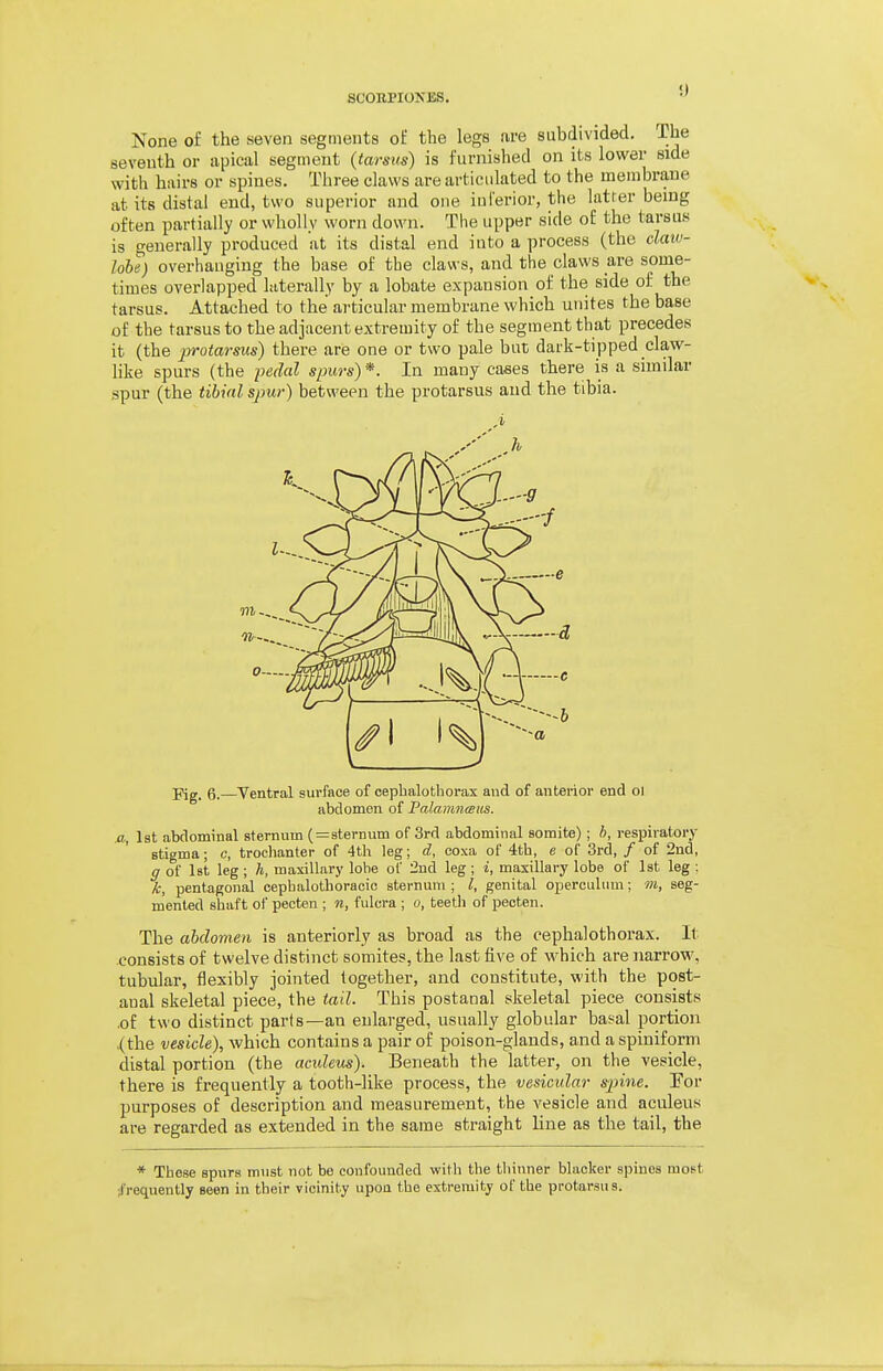 None of the seven segments ot' the legs are subdivided. The seventh or apical segment (tarsus) is furnished on its lower side with hairs or spines. Three claws are articulated to the membrane at its distal end, two superior and one inferior, the latter being often partially or wholly worn down. The upper side of the tarsus is generally produced at its distal end into a process (the daw- lobe) overhanging the base of the claws, and the claws are some- times overlapped laterally by a lobate expansion of the side of the tarsus. Attached to the ai'ticular membrane which unites the base of the tarsus to the adjacent extremity of the segment that precedes it (the protarsus) there are one or two pale but dark-tipped claw- hke spurs (the pedal spurs)*. In many cases there is a similar spur (the tihinl spur) between the protarsus and the tibia. Pig. 6.—Ventral surface of cephalothorax and of anterior end ol abdomen of Palamntsits. .a, 1st abdominal sternum ( = sternum of 3rd abdominal somite) ; h, resiDiratory stigma; c, trochanter of 4th leg; d, coxa of 4tb, e of 3rd, / of 2nd, g of Ist leg; h, maxillary lobe of 2nd leg ; i, maxillary lobe of 1st leg ; k, pentagonal cepbalothoracio sternum ; I, genital operculum; m, seg- mented shaft of peoten ; n, fulcra ; o, teeth of pecten. The abdomen is anteriorly as broad as the cephalothorax. It consists of twelve distinct somites, the last five of which are narrow, tubular, flexibly jointed together, and constitute, with the post- anal skeletal piece, the tail. This postanal skeletal piece consists .of two distinct parts—an enlarged, usually globular basal portion ,(the vesicle), which contains a pair of poison-glands, and a spiniform distal portion (the aculeus). Beneath the latter, on the vesicle, there is frequently a tooth-like process, the vesicidar spine. Tor purposes of description and measurement, the vesicle and aculeus are regarded as extended in the same straight line as the tail, the * These spurs must not be confounded with the thinner blacker spines most ifrequently seen in their vicinity upon the extremity of the protarsus.