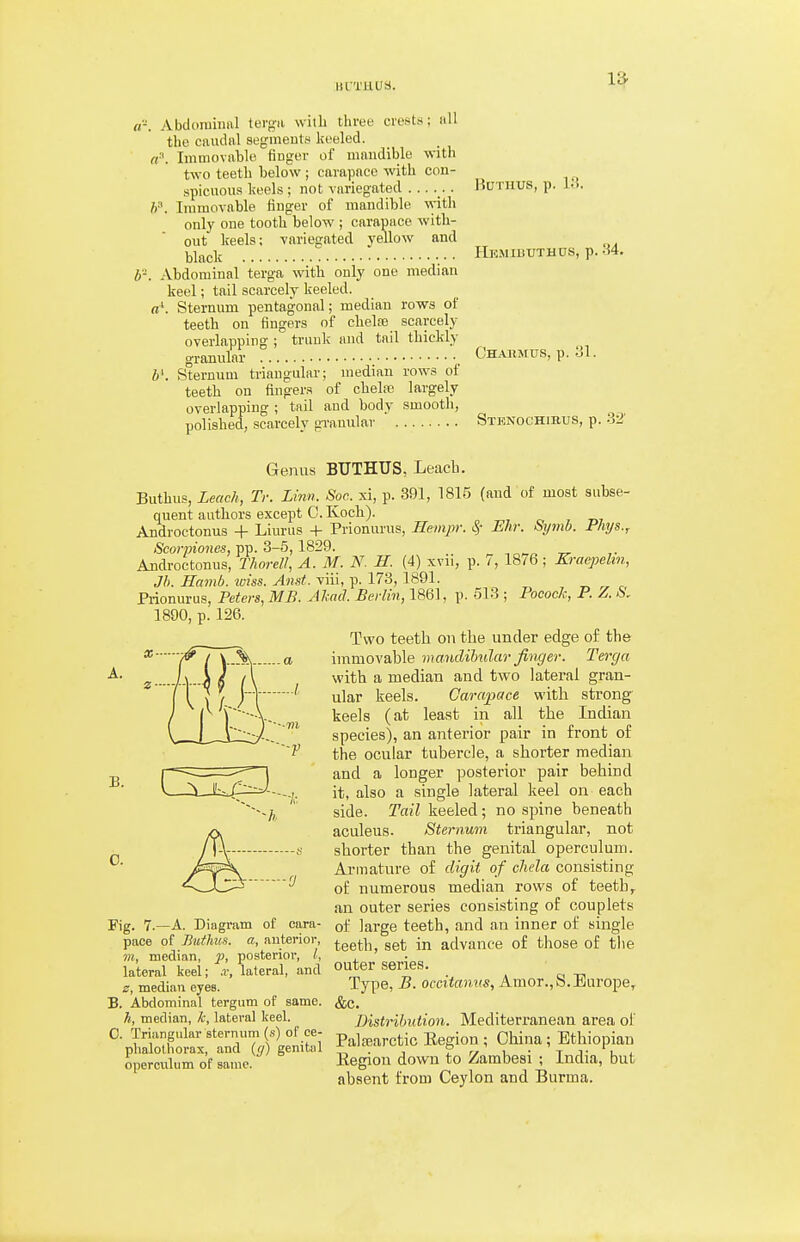HL'THUS. IS «■-. Abdorainal tergii with three crests; all the caudnl segmeuts keeled. rt\ Immovixble finger of mnndible with two teeth below ; cnrapnee with con- spicuous keehs ; not variegated . . BaTHUS, p. Ui. P. Immovable linger of mandible \yith only one tooth below ; carapace with- out keels; variegated yellow and black HKMI13XITHUS,p.34. b'-. Abdorainal terga with only one median keel; tail scarcely keeled. a\ Sternum pentagonal; median rows of teeth on fingers of chelfe scarcely overlapping ; trunk and tail thickly granular Chakmus, p. iJl. 6'. Sternum triangular; median rows of teeth on fingers of chela3 largely overlapping ; tail and body smooth, polished, scarcely gi-anular Stknochibus, p. 32' A. Genus BUTHUS, Leach. Buthus, Leack, Tr. Linn. Soc. xi, p. 391, 1815 (and of most subse- quent authors except 0. Koch). , c i m Androctonus + Liurus 4- Prionurus, Hempr. ^- Mr. Sp7ib. PhyB., &o™io?ies, pp. 3-5,1829. Androctonus, ThordJ, A. M. N. H. (4) xvii, p. /, 18/6 ; Eraepelin, Jh. Hamb. wiss. And. viii, p. 173, 1891. „ c Prionurus, Peters, MB. Ahad. Berlin, 1861, p. 513 ; Pocock, P. Z. 6, 1890, p. 126. Two teeth on the under edge of the immovable mandibular finger. Terga with a median and two lateral gran- ular keels. Carapace with strong- keels (at least in all the Indian species), an anterior pair in front of the ocular tubercle, a shorter median and a longer posterior pair behind it, also a single lateral keel on each side. Tail keeled; no spine beneath aculeus. Sternum triangular, not shorter than the genital operculum. Armature of digit of chela consisting of numerous median rows of teeth ^ an outer series consisting of couplets of large teeth, and an inner of single teeth, set in advance of those of tlie outer series. Type, B. occitanus, Amor.,S.Barope, &c. .., , — Distribution. Mediterranean area of 0. piangular sternum (,s) of ce- p^ijearctic Eegion ; China; Ethiopian plialothorax, and ((/) genital 6 ' . ' I operculum of same. Eegion down to Zambesi ; India, but absent from Ceylon and Burma. B. d. Fig. 7.—A. Diagram of cara- pace of Butlm-'i. a, anterior, m, median, j>> posterior, I, lateral keel; .r, lateral, and z, median eyes. B. Abdominal tergum of same. Ti, median, k, lateral keel