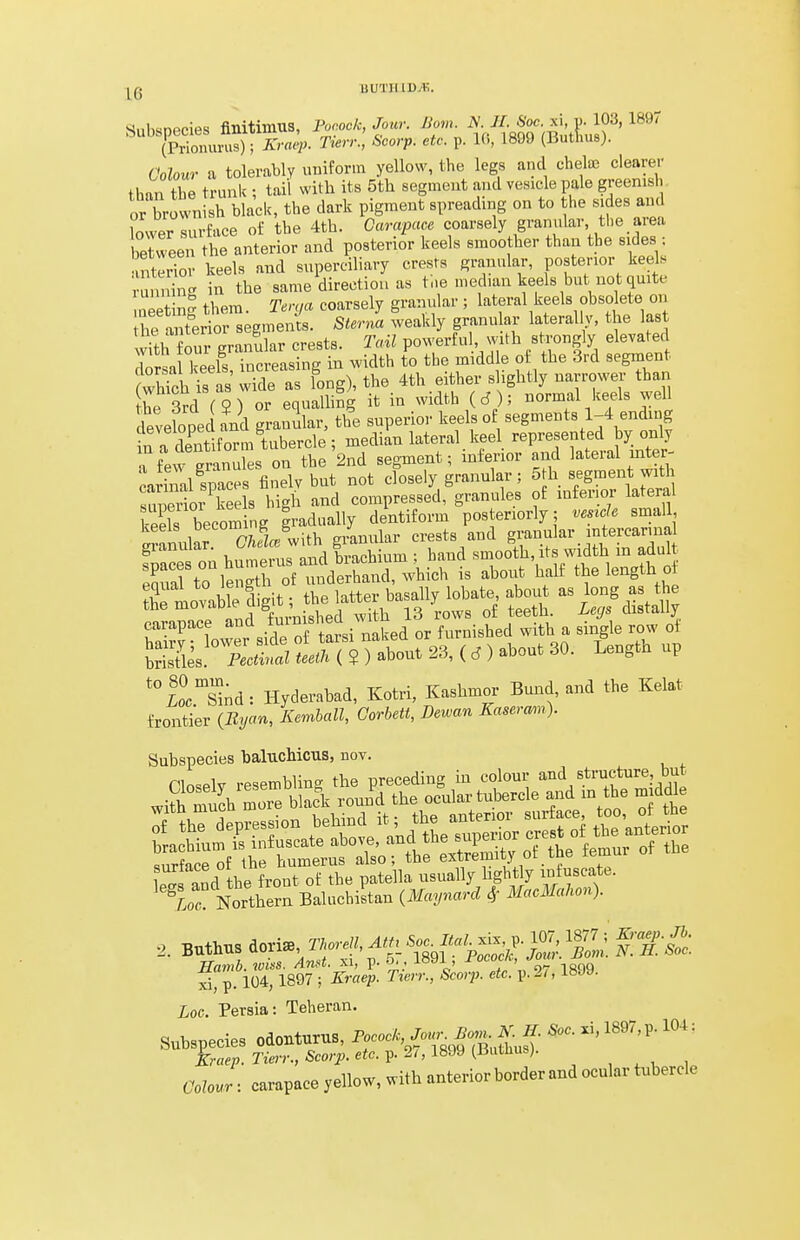 UUTHID.V,. Subspecies finitimus, Pocock, Jour. Vi8S'mi]tlm!?^' (Prionurus); Kraq). Tierr., Scorp. etc. p. IC, 1899 (Jiutlius;. Colour a tolerably uniform yellow, the legs and chelae clearer than the trunk ; tail with its 5th segment and vesicle pale greenisl. or brown b black, the dark pigment spreading on to he sides and lower surface of the 4tb. Carapace coarsely granular t!,e area between the anterior and posterior keels smoother than the sides ; 'ntrrior keels and superciliary crests granular, posterior keels n n n<^ in the same direction as tne median keels but not quite mretin them. Ten/a coarsely granular ; lateral keels obsolete on he n^^t'er or segments. Sterna weakly granu ar lateral y, the last vTth fonr granular crests. Tail powerful, with strongly elevated dorsa keels, increasing in width to the middle of the 3td seginent fwhTch is as wide as long), the 4th either slightly narrower than he 3rd (?) or equalling it in width (d); normal keels well developed and granular, the superior keels of segments 1-4 ending n 'dentiform tubercle; median lateral keel represented by only a few granules on the'2nd segment; inferior and lateral mter- cariml spaces finelv but not closely granular; 5 h segment with tunSor keels high and compressed, granules of inferior lateral kSls becoming gradually dentiform posteriorly ; vesice small Keeis Decouun^ g „,.-,n„lar crests and granular intercarmal granular. , ^'^^^^^^^^I^^V^Sk^ smooth, its width in adult rarto^engt^orie?;S,^^^^ is about half the length of X movable d git; the latter basally lobate about as long as the the '^°^^^f^'V' • ^^itli 13 rows of teeth. Legs distally W^'Wi side o a^^^^^^^^ or furnished with a single row ot £Ses. Aciz teetn ( ? ) about 23,(6) about 30. Length up *°£oo.nd: Hyderabad, Kotri, Kashmor Bund, and the Kelat frontier (Byan, Kemhall, Corbett, Dewan Kasermn). Subspecies balucMcus, nov. :t\£ depression betod ^^^^X^^'^ ^''^^^^ surtace or in ^ , iniuscate. ^'L NortW (MaynJ-d 4' MacMakon). Log. Persia: Teheran. Subspecies odouturus, ^ococ^'^'I^'IbIS' ''''''''''' kraep. Tierr., Scarp, etc. ^. 2,, ISddiUnihxis). , ^, , Colour: carapace yellow, with anterior border and ocular tubercle