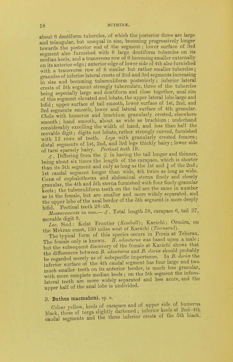 IQ BUXHID^. about 6 dentiform tubercles, of which the posterior three are large and triangular, but unequal in size, becoming progressively longer towards the posterior end of the segment; lower surface of 3rd segment also furnished with 6 large dentiform tubercles on its median keels, and a transverse row of 6 becoming smaller externally on its anterior edge; anterior edge of lower side of 4th also furnished with a transverse row of 6 similar but rather smaller tubercles; granules of inferior lateral crests of 2nd and 3rd segments increasing in size and becoming tuberculiform posteriorly; inferior lateral crests of 5th segment strongly tuberculate, three of the tubercles beino- especially large and dentiform and close together, anal rim of this segment elevated and lobate, the upper lateral lobe large and bifid; upper surface of tail smooth, lower surface of 1st, 2nd, and 3rd segments smooth, lower and lateral surface of 4th granular. Chelce with humerus and brachium granularly crested, elsewhere smooth; hand smooth, about as wide as brachium ; underhand considerably excelling the width of hand, and less than half the movable digit; digits not lobate, rather strongly curved, furnished with 12 rows of teeth. Legs with granularly crested femora; distal segments of 1st, 2nd, and 3rd legs thickly hairy; lower side of tarsi sparselv hairy. Pecthml teeth 19. cJ . Differing from the ? in having the tail longer and thinner, being about six times the length of the carapace, which is shorter than its 5th segment and only as long as the 1st and I of the 2nd ; 1st caudal segment longer than wide, 4th twice as long as wide. Coxffi of cephalothorax and abdominal sterna finely and closely granular, tlie 4th and 5th sterna furnished with four finely-granular keels; the tuberculiform teeth on the tail are the same in number as in the female, but are smaller and more widely separated, and the upper lobe of the anal border of the 5th segment is more deeply bifid. Pectinal teeth 28-29. Measurements in mm — 6 ■ Total length 58, carapace 6, tail 37, movable digit 8. „ -, -.-.^ > i ■ ■ Loc. Sind: Kelat Frontier {Kemball); Karachi; Ormara, on the Mekran coast, 130 miles west of Karachi {Townsend). The typical form of this species occurs in Persia at Teheran. The female only is known. B. odonturus was based upon a male; but the subsequent discovery of the female at Karachi shows that the differences between B. odonturus and B. donee should probably be reearded merely as of subspecific importance. In B. dona the inferior surface of the 4th caudal segment has four lai-ge and two much smaller teeth on its anterior border, is much less granular, with more complete median keels ; on the 5th segment the nifero- lateral teeth are more widely separated and less acute, and the upper half of the anal lobe is undivided. 3. Buthus macmahoni, sp. n. Colour yellow, keels of carapace and of upper side of humerus hkfk those of ierga slightly darkened ; inferior kee s of 2nd-4th ^udal tgments a^nd the three inferior crests of the 5th black.