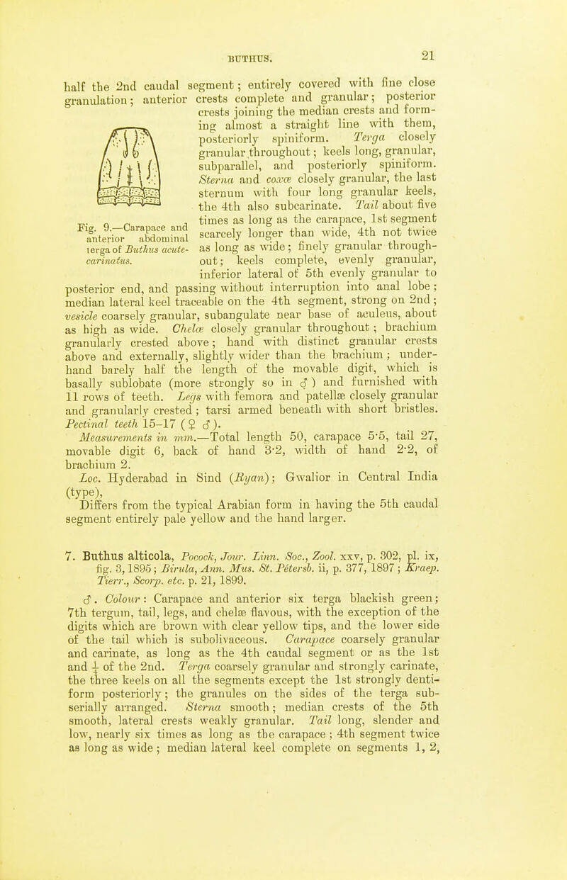 half the 2nd granulation; Fig. 9.—Carapace and anterior abdominal lergaof Btithus aciUe- carinatus. caudal segment; entirely covered with fine close anterior crests complete and granular; posterior crests joining the median crests and form- ing almost a straight line with them, posteriorly spiniform. Terga closely granular throughout; keels long, granular, subparallel, and posteriorly spiniform. Sterna and co.vce closely granular, the last sternum with four long granular keels, the 4th also subcarinate. l^ail about five times as lojig as the carapace, 1st segment scarcely longer than wide, 4th not twice as long as wide; finely granular through- out; keels complete, evenly granular, inferior lateral of 5th evenly granular to posterior end, and passing without interruption into anal lobe; median lateral keel traceable on the 4th segment, strong on 2nd; vesicle coarsely granular, subangulate near base of aculeus, about as high as wide. Cheloi closely granular throughout; brachium granularly crested above; hand with distinct granular crests above and externally, slightly wider than the brachium; under- hand barely half the length of the movable digit, which is basally sublobate (more strongly so in 6) and furnished with 11 rows of teeth. Legs with femora and patellse closely granular and granularly crested; tarsi armed beneath with short bristles. Pectinal teeth 15-17 ( $ J ). Measurements in mm.—Total length 50, carapace 5*5, tail 27, movable digit 6, back of hand 3-2, width of hand 2-2, of brachium 2. Loc. Hyderabad in Sind {Ryan); Gwalior in Central India (type), Differs from the typical Arabian form in having the 5th caudal segment entirely pale yellow and the hand larger. 7. Buthus alticola, Pocock, Jour. Linn. Soc, Zool. xxv, p. 302, pi. ix, fig. 3,1895; Birula, Ann. Mus. St. Pdtersb. ii, p. 377, 1897 ; Kraep. Tierr., Scm-p. etc. p. 21, 1899. S. Colour: Carapace and anterior six terga blackish green; 7th tergum, tail, legs, and chelte flavous, with the exception of the digits which are brown with clear yellow tips, and the lower side of the tail which is subolivaceous. Carapace coarsely granular and carinate, as long as the 4th caudal segment or as the 1st and i of the 2nd. Terga coarsely granular and strongly carinate, the three keels on all the segments except the 1st strongly denti- form posteriorly; the granules on the sides of the terga sub- serially arranged. Sterna smooth; median crests of the 5th smooth, lateral crests weakly granular. Tail long, slender and low, nearly six times as long as the carapace ; 4th segment twice as long as wide ; median lateral keel complete on segments 1, 2,
