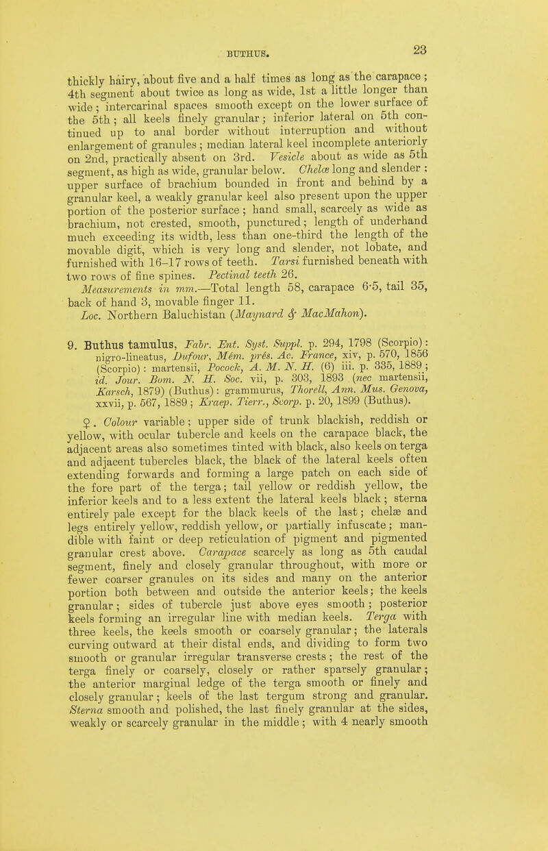 thickly hairy, about five and a half times as long as the carapace ; 4th segment about twice as long as wide, 1st a little longer than wide; intercarinal spaces smooth except on the lower surface of the 5th; all keels finely granular; inferior lateral on 5th con- tinued up to anal border without interruption and without enlargement of granules ; median lateral keel incomplete anteriorly on 2nd, practically absent on 3rd. Vesicle about as wide as 5th segment, as high as wide, granular below. Chelce long and slender : upper surface of brachium bounded in front and behind by a granular keel, a weakly granular keel also present upon the upper portion of the posterior surface ; hand small, scarcely as wide as brachium, not crested, smooth, punctured; length of underhand much exceeding its width, less than one-third the length of the movable digit, which is very long and slender, not lobate, and furnished with 16-17 rows of teeth. Tarsi furnished beneath with two rows of fine spines. Pectindl teeth 26. Measurements in mm.—Total length 58, carapace 6-5, tail 35, back of hand 3, movable finger 11. Loc. Northern Baluchistan (Maynard Sf MacMahon). 9. Buthus tamulus, Fabi: Ent. Sijst. Suppl. p. 294, 1798 (Scorpio): nigro-lineatus, Diifour, Mim. pris. Ac. France, xiv, p. 570, 1856 (Scorpio): martensii, Pocock, A. M. N. H. (6) iii. p. 335, 1889 ; id. Jour. Bum. N. H. Soc. vii, p. 303, 1893 (nec martensii, Karsch, 1879) (Buthus) : gTammurus, ThoreU, Ann. Mus. Geneva, xxvii, p. 667, 1889 ; Kraqi. Tierr., Scorp. p. 20, 1899 (Buthus). 2. Colour variable; upper side of trunk blackish, reddish or yellow, with ocular tubercle and keels on the carapace black, the adjacent areas also sometimes tinted with black, also keels on terga and adjacent tubercles black, the black of the lateral keels often extending forwards and forming a large patch on each side of the fore part of the terga; tail yellow or reddish yellow, the inferior keels and to a less extent the lateral keels black; sterna entirely pale except for the black keels of the last; chelae and legs entirely yellow, reddish yellow, or partially infuscate; man- dible with faint or deep reticulation of pigment and pigmented granular crest above. Carapace scarcely as long as 5th caudal segment, finely and closely granular throughout, with more or fewer coarser granules on its sides and many on the anterior portion both between and outside the anterior keels; the keels granular; sides of tubercle just above eyes smooth ; posterior keels forming an irregular line with median keels. Terga with three keels, the keels smooth or coarsely granrJar; the laterals curving outward at their distal ends, and dividing to form two smooth or granular irregular transverse crests; the rest of the terga finely or coarsely, closely or rather sparsely granular; the anterior marginal ledge of the terga smooth or finely and closely granular; keels of the last tergum strong and granular. Sterna smooth and poUshed, the last finely granular at the sides, weakly or scarcely granular in the middle; with 4 nearly smooth