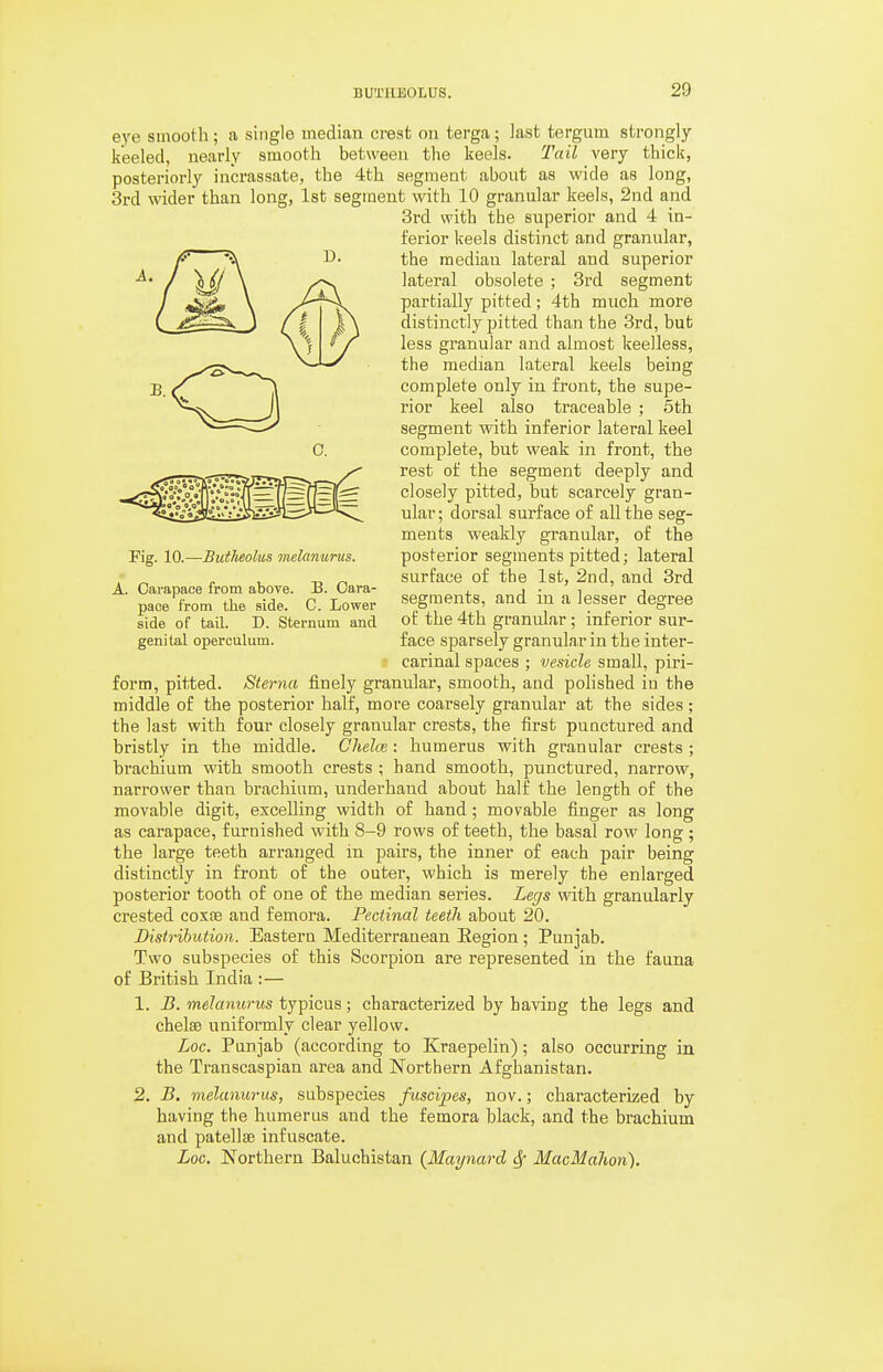 BUl'HBOLUS. 20 eye smooth; a single median crest on terga; last tergum strongly- keeled, nearly smooth between the keels. Tail very thick, posteriorly incrassate, the 4th segment about as wide as long, 3rd wider than long, 1st segment with 10 granular keels, 2nd and 3rd with the superior and 4 in- ferior keels distinct and granular, the median lateral and superior lateral obsolete ; 3rd segment partially pitted; 4th much more distinctly pitted than the 3rd, but less granular and almost keelless, the median lateral keels being complete only in front, the supe- rior keel also traceable ; 5th segment with inferior latei-al keel complete, but weak in front, the rest of the segment deeply and closely pitted, but scarcely gran- ular ; dorsal surface of all the seg- ments weakly granular, of the posterior segments pitted; lateral surface of the 1st, 2nd, and 3rd segments, and in a lesser degree of the 4th granular; inferior sur- face sparsely granular in the inter- carinal spaces ; vesicle small, piri- form, pitted. Sterna finely granular, smooth, and polished in the middle of the posterior half, more coarsely granular at the sides; the last with four closely granular crests, the first punctured and bristly in the middle. Chelce: humerus with granular crests ; brachium with smooth crests ; hand smooth, punctured, narrow, narrower than brachium, underhand about half the length of the movable digit, excelling width of hand; movable finger as long as carapace, furnished with 8-9 rows of teeth, the basal row long ; the large teeth arranged in pairs, the inner of each pair being distinctly in front of the outer, which is merely the enlarged posterior tooth of one of the median series. Legs with granularly crested coxte and femora. Pectinal teeth about 20. Distribution. Eastern Mediterranean Region; Punjab. Two subspecies of this Scorpion are represented in the fauna of British India :— 1. B. melanurus typicus; characterized by having the legs and chelae uniformly clear yellow. Loc. Punjab (according to Kraepelin); also occurring in the Transcaspian area and Northern Afghanistan. 2. B. melanurus, subspecies fuscipes, nov.; characterized by having the humerus and the femora black, and the brachium and patellae infuscate. Loc. Northern Baluchistan {Maynard Sf MacMalion). Fig. 10.—Butheolus melanurus. A. Carapace from above. B. Cara- pace from the side. G. Lower side of tail. D. Sternum and genital operculum.