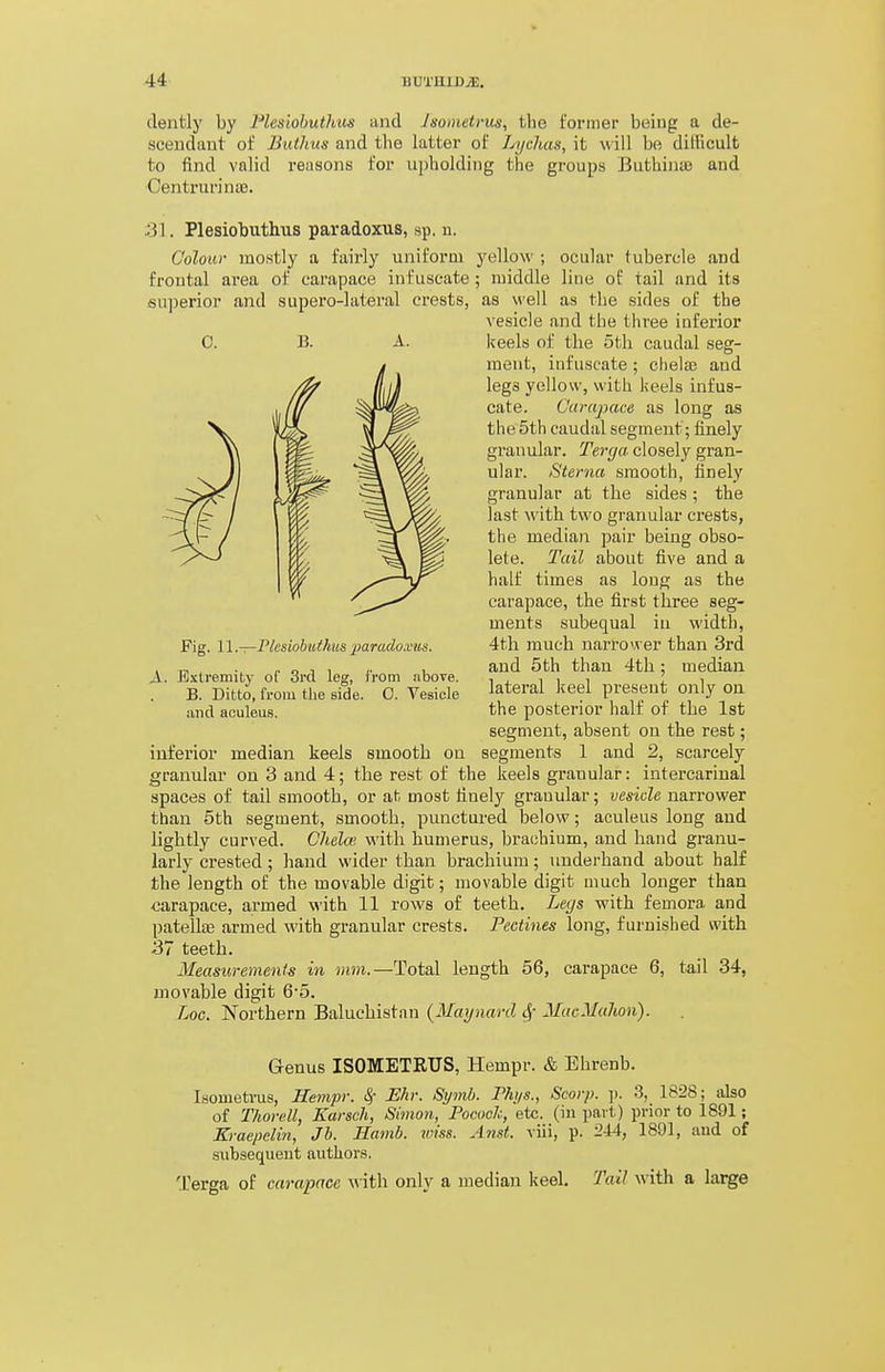 dently by FlesiohutJius and Jsonietrus, the former being a de- scendant of Buthus and the latter of Lyclias, it will be difficult to find valid reasons for upbolding the groups Buthinie and Centrurinte. 31. Plesiobuthus paradoxus, sp. u. Colour mostly a fairly uniform yellow ; ocular tubercle and froutal area of carapace iufuscate; middle line of tail and its superior and supero-lateral crests, as well as the sides of the vesicle and the three iuferior Iceels of the 5th caudal seg- ment, infuscate; chelaj and legs yellow, with keels infus- cate. Carajtace as long as the 5th caudal segment; finely granular. Terga closely gran- ular. Sterna smooth, finely granular at the sides; the last with two granular crests, the median pair being obso- lete. Tail about five and a half times as long as the carapace, the first three seg- ments subequal in width, 4th much narrower than 3rd and 5th than 4th; median lateral keel present only on the posterior half of the 1st segment, absent on the rest; iuferior median keels smooth on segments 1 and 2, scarcely granular on 3 and 4; the rest of the keels granular: intercarinal spaces of tail smooth, or at most finely granular; vesicle narrower than 5th segment, smooth, punctured below; aculeus long and lightly curved. Chelai with humerus, bra(jhium, and hand granu- larly crested; hand wider than brachium; underhand about half the length of the movable digit; movable digit much longer than carapace, armed with 11 rows of teeth. Legs with femora and patellae armed with granular crests. Pectines long, furnished with 37 teeth. 3Ieasuremenfs in mm.—Total length 56, carapace 6, tail 34, movable digit 65. Log. Northern Baluchistan {Maynard ^- MucMulion). Genus ISOMETRUS, Hempr. & Ehrenb. Isometvus, Hempr. ^- Mr. Symh. Thi/s., Scarp. ]). 3, 1828; also of Thorell, Earsch, Simon, Pocock, etc. (in part) prior to 1891; Kraepelin, Jb. Hamb. wise. Anst. viii, p. 244, 1891, aud of .subsequent author.?. Terga of carapace w ith only a median keel. Tail with a large 0. B. A. Fig. 11 .—Plesiobuthus -paradoxtis. A. Extremity of Srd leg, from above. B. Ditto, from the side. 0. Vesicle and aculeu.s.