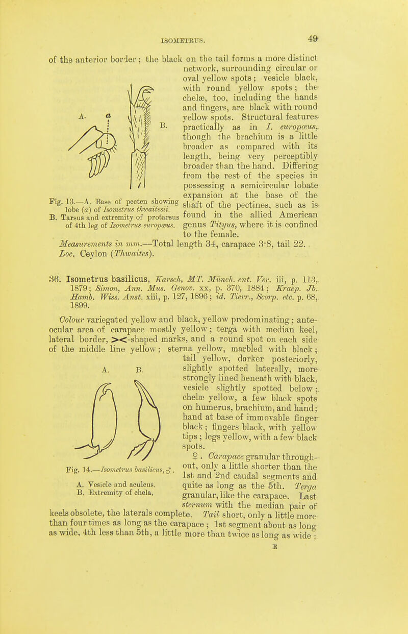 of the anterior border; the black on the tail forms a more distinct network, surrounding circular oi' oval yellow spots; vesicle black, with round yellow spots; the chela), too, including the hands and Sngers, are black with round yellow spots. Structural features- practically as in /. eurojio'us^ though the brachium is a little broader as compared with its length, being very perceptibly broader than the hand. Differing from the rest of the species in possessing a semicircular lobate expansion at the base of the shaft of the pectines, such as is- Tarsus and estremiry o'rpTOtersus i|i the allied American of 4th leg of Isometrus ewopceus. genus Tityiis, where it is confined to the female. Measurements in mm.—Total length 34, carapace 3'8, tail 22. Loc. Ceylon (Thwaites). Fig. 13.—A. Base of peoten showing lobe (a) of Isometms thwaitcsii. B. ~ ■ ■■ - ■ A. B. 36. Isometrus hasilicus, Karsch, MT. Munch, ent. Ver. in, p. 11-3,. 1879; Simon, Ann. Mus. Genov. xx, p. 370, 1884 ; Kraep. Jh. Hamh. Wiss. Anst. xiii, p. 127, 1896; id. Tierr., Scorp. etc. p. 68, 1899. Colour variegated yellow and black, yellow predominating; ante- ocular area of carapace mostly yellow; terga with median keel, lateral border, ><-shaped marks, and a round spot on each side of the middle line yellow; sterna yellow, marbled with black;. tail j'ellow, darker posterioi'ly, slightly spotted laterally, more strongly lined beneath with black, vesicle slightly spotted below;. chelse yellow, a few black spots on humerus, brachium, and hand; hand at base of immovable finger black; fingers black, with yellow tips; legs yellow, with a few black spots. $ . Carapace granular through- out, only a little shorter than the 1st and 2nd caudal segments and quite as long as the 5th. Tergu granular, like the carapace. Last sternum with the median pair of keels obsolete, the laterals complete. Tail short, only a little more than four times as long as the carapace ; 1st segment about as loner as wide, 4th less than 5th, a little more than twice as long as widel Fig. 14.—Isometrus hasilicus, (J. Vesicle and aculeus. Extremity of chela.