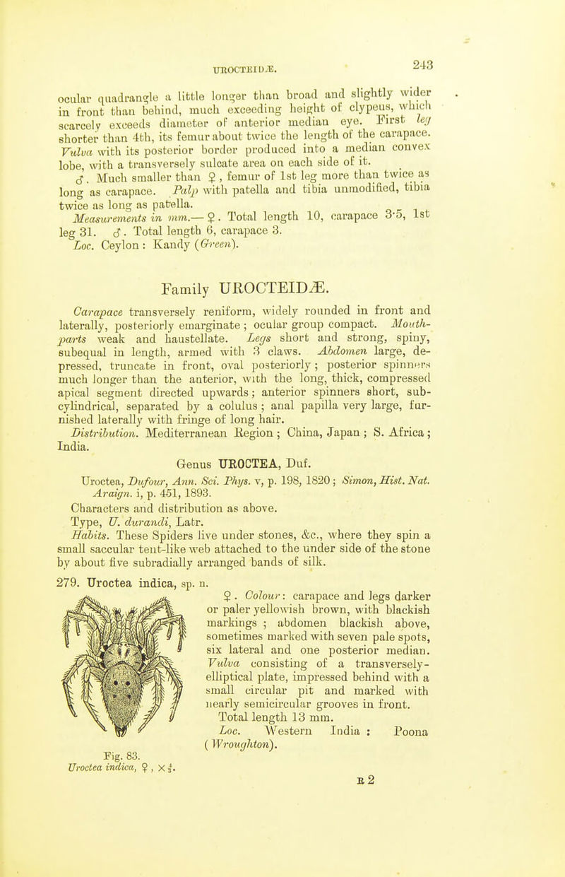 UROCTEIU.T3. ocular quadrangle a little lonc;er than broad and slightly wider in front than behind, much exceeding height of clypeus, which scarcely exceeds diameter of anterior median eye. Eirst to/ shorter than 4th, its femur about twice the length of the carapace. Vulva with its posterior border produced into a median convex lobe, with a transversely sulcate area on each side of it. cJ. Much smaller than ? , femur of 1st leg more than twice as long as carapace. Palp with patella and tibia unmodified, tibia twice as long as patella. Measurements in mm.— ?. Total length 10, carapace 3-5, 1st leg 31. 6 ■ Total length 6, carapace 3. Loc. Ceylon : Kandy {Green). Family UROCTEID^. Carapace transversely reniform, widely rounded in front and laterally, posteriorly emarginate ; ocular group compact. Mouth- jiarts weak and haustellate. Legs short and strong, spiny, subequal in length, armed with 3 claws. Abdomen large, de- pressed, truncate in front, oval posteriorly; posterior spinners much longer than the anterior, with the long, thick, compressed apical segment directed upwards; anterior spinners short, sub- cylindrical, separated by a colulus ; anal papilla very large, fur- nished laterally with fringe of long hair. Distribution. Mediterranean Eegion ; China, Japan ; S. Africa ; India. Genus UROCTEA, Duf. Uroctea, Dufour, Ann. Sci. Phys. v, p. 198, 1820 ; Simon, Hist. Nat. Araign. i, p. 451, 1893. Characters and distribution as above. Type, U. durandi, Latr. Habits. These Spiders live under stones, &c., where they spin a small saccular teut-like web attached to the under side of the stone by about five subradially arranged bands of silk. 279. Uroctea indica, sp. n. 5 . Colour: carapace and legs darker or paler yelloA\ ish brown, with blackish markings ; abdomen blackish above, sometimes marked with seven pale spots, six lateral and one posterior median. Vulva consisting of a transversely- elliptical plate, impressed behind with a small circular pit and marked with nearly semicircular grooves in front. Total length 13 mm. Loc. Western India : Poona ( Wroughton). Fig. 83. Uroctea indica, ^ , x j. b2