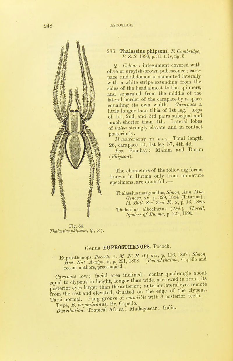 286. Thalassius phipsoni, F. Cambridge, P. Z. iS. 1898, p. 31, t. iv, fig. 6. $ . Colour: integument covered with olive or greyisb-brown pubescence; cara- pace and abdomen ornamented laterally with a white stripe extending from the sides of the head almost to the spinners, and separated from the middle of the lateral border of the carapace by a space equalling its own width. Carapace a little longer than tibia of 1st leg. Legs of 1st, 2ud, and 3rd pairs subequal and much shorter than 4th. Lateral lobes of vulva strongly clavate and in contact posteriorly. Measurements in mm.—Total length 26, carapace 10, 1st leg 37, 4th 43. Loc. Bombay: Mahim and Dorun {Phipson). The characters of the following forms, known in Burma only from immature specimens, are doubtful:— Thalassius margiuellus, Simon, Ann. Mus. Genova, xx, p. 329, 1884 (Titurius) ; id. Bull. Soc. Zool. Ft. x, p. 13, 1885. Thalassius albocinctus (DoL), Thorell, Spiders of Burma, p. 227, 1895. Fig. 84. Thalassius phipsoni, ?, Xj. Genus EUPROSTHENOPS, Pocock. recent authors, preoccupied.] Carapace low ; facial area inclined ; ocular ^^^^[^^g^* equal to clvpeus in height, longer than wide, narrowed in front, its pSterior e^^^s larger thin the anterior ; anterior l-tef ^^^^^^^^^^^^^^^ Lm the rest and elevated, situated on the edge of the dypeus. Tard normal. Tang-groove of mandible with 3 posterior teeth. Type E. bayoniannus, Br. Capello. D^liribution. Tropical Africa ; Madagascar; India.