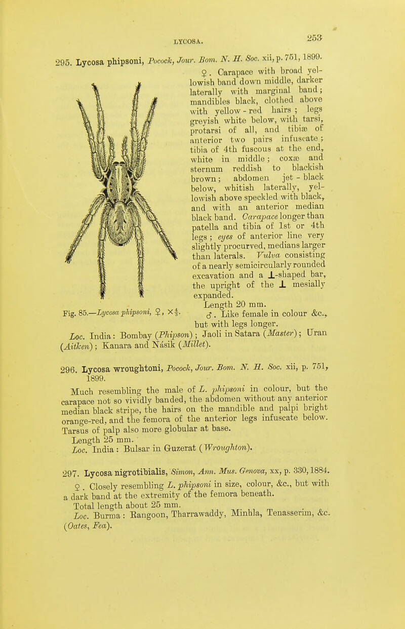 LYOOSA. 295. Lycosa phipsoni, Focock, Jour. Bom. N. H. Soo. xii,p. 751,1899. 5. Carapace with broad yel- lowish band down middle, darker laterally with marginal band; mandibles black, clothed above with yellow - red hairs ; legs greyish white below, with tarsi, protarsi of all, and tibiso of anterior two pairs infuscate j tibia of 4th fuscous at the end, white in middle; coxa) and sternum reddish to blackish brown; abdomen jet - black below, whitish laterally, yel- lowish above speckled with black, and with an anterior median black band. Carapace longer than patella and tibia of 1st or 4th legs ; eyes of anterior line very slightly procurved, medians larger than laterals. Vulva consisting of a nearly semicircularly rounded excavation and a J.-shaped har, the upright of the ± mesially expanded. Length 20 mm. cj. Like female in colour &c., but with legs longer. Loc. India: Bombay {FMpson) ; Jaoli in Satara {Master); Cran {Aiiken); Kanara and Nasik {Millet). Fig. 85.—Lycosa phipsoni, 5, X f. 296. Lycosa wroughtoni, Focock, Jour. Bom. N. H. Soc. xii, p. 751, 1899. Much resembHng the male of L. phipsoni in colour, but the carapace not so vividly banded, the abdomen without any anterior median black stripe, the hau-s on the mandible and palpi bright orange-red, and the femora of the anterior legs infuscate below. Tarsus of palp also more globular at base. Length 25 mm. Loc. India: Bulsar in Guzerat (Wrow^r^iow). 297. Lycosa nigrotihialis, Simmi, Ann. Mus. Gmova, xx, p. 330,1884. 2 . Closely resembling L. phipsoni in size, colour, &c., but with a dark band at the extremity of the femora beneath. Total length about 25 mm. Loc. Burma: Eangoon, Tharrawaddy, Mmhla, Tenasserim, &c. {Oaies, Fea).