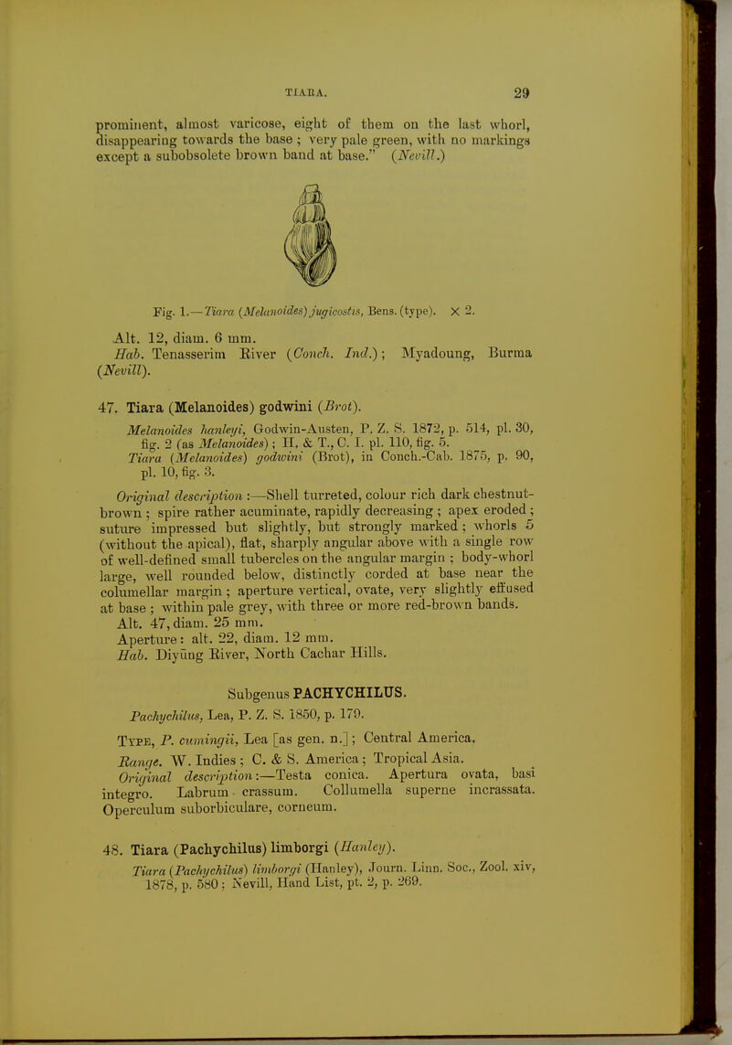 prominent, almost varicose, eight of them on the last whorl, disappearing towards the base ; very pale green, with no markings except a subobsolete brown band at base. {Nevill.) Fig. 1.—Tiara {Melanoides) jugicostis, Bens. (type). X 2. Alt. 12, diam. 6 mm. Hub. Tenasserim Eiver {Conch. Inch); Myadoung, Burma (Nevill). 47. Tiara (Melanoides) godwini (Brot). Melanoides lmnleyi, Godwin-Austen, P. Z. S. 1872, p. 514, pi. 30, fig. 2 (as Melanoides); II. & T., 0. I. pi. 110, fig. 5. Tiara {Melanoides) godwini (Brot), in Conch.-Cab. 1875, p. 90, pi. 10, fig. 3. Original description :—Shell turreted, colour rich dark chestnut- brown ; spire rather acuminate, rapidly decreasing ; apex eroded; suture impressed but slightly, but strongly marked; whorls 5 (without the apical), flat, sharply angular above with a single row of well-defined small tubercles on the angular margin ; body-whorl large, well rounded below, distinctly corded at base near the columellar margin ; aperture vertical, ovate, very slightly effused at base ; within pale grey, with three or more red-brown bands. Alt. 47, diam. 25 mm. Aperture: alt. 22, diatn. 12 mm. Hab. Diyung Eiver, North Cachar Hills. Subgenus PACHYCHILUS. Pachychilus, Lea, P. Z. S. 1850, p. 179. Type, P. cumingii, Lea [as gen. n.] ; Central America. Banqe. W.Indies; C. & S. America; Tropical Asia. Original description:—Testa conica. Apertura ovata, basi integro. Labrum ■ crassutn. Colkunella superne incrassata. Operculum suborbiculare, corneum. 48. Tiara (Pachychilus) limborgi {Eanley). Tiara {Pachychilus) limborgi (Ilanley), Journ. Linn. Soc, Zool. xiv, 1878, p. 580 ; Nevill, Hand List, pt. 2, p. 269.