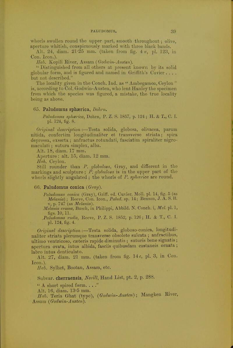 I'A himoMUS. 30 w horls swollen round the upper part, smooth throughout; olive, aperture whitish, conspicuously marked with three black bands. All. 24, diam. 21-25 mm. (taken from fig. 4a, pi. 123, in Con. Icon.). Hah. Kopili River, Assam {Godwin-Austen).  Distinguished from all others at present known by its solid globular form, and is figured and named in Griffith's Cuvier .... but not described. The locality given in the Conch. Ind. as  Ambegamoa, Ceylon  is, according to Col. Godwin-Austen, who lent Hanley the specimen from which the species was figured, a mistake, the true locality being as above. 65. Paludonnis sphserica, Dolim. Paludomus sphcerica, Dohrn, P. Z. S. 1857, p. 124; H. & T.; C. I. pi. 124, fig. 8. Original description:—Testa solida, globosa, olivacea, parum nitida, confertim longitudinaliter et transverse striata; spira depressa, exserta ; anfractus rotundati, fasciatim spiraliter nigro- niaculati ; sutura simplex, alba. Alt. 18, diam. 17 mm. Aperture: alt. 15, diam. 12 mm. Hah. Ceylon. Still rounder than P. ghhidosa, Gray, and different in the markings and sculpture ; P. glohidosa is in the upper part of the whorls slightly augulated ; the whorls of P. sphcerica are round. 66. Paludomus conica {Gray). Paludomus conica (Gray), Griff, ed. Cuvier, Moll. pi. 14, fig. 5 (as Melania) • Reeve, Con. Icon., Palud. sp. 14; Benson, J. A. S. B. v, p. 747 (as Melania). Melania crassa, Busch, in Philippi, Abbild. N. Conch, i, Mel. pi. 1, figs. 10, 11. Paludomus rudis, Reeve, P. Z. S. 1852, p. 126 ; H. & T., C. I. pi. 124, fig. 4. Original description:—Testa solida, globoso-conica, longitudi- naliter striata plerumque transverse obsolete sulcata ; anfractibus, ultimo ventricoso, eaeteris rapide diminutis ; suturis bene signatis ; apertura ovata, intus albida, fasciis quibusdam castaneis ornata ; labro intus denticulate Alt. 27, diam. 21 mm. (taken from fig. 14c, pi. 3, in Cou. Icon.). Hah. Sylhet, Bootan, Assam, etc. Subvar. cherraensis, Nevill, Hand List, pt. 2, p. 288.  A short spired form. . . . Alt. 16, diam. 13-5 mm. Hah. Teria Ghat (type), {Godwin-Austen); Mangken River, Assam {Godwin-Austen).