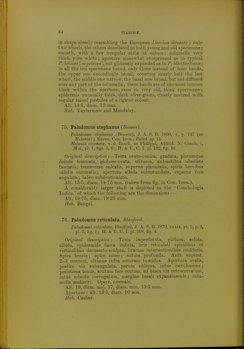 in shape closely resembling the European Litorina obiusata ; only two whorls, the others decollated in both young and old specimens ; smooth, with a few irregular stria) at suture; columella very thick, pmv white; aperture somewhat compressed as in typical labiosa [=petrosa~], not globosely expanded as in J', blanfordiana; in all the ten specimens found, only three instead of four bands, the upper one exceedingly broad, covering nearly hall.1 the last whorl, the middle one narrow, the basal one broad, but not diffused over any part of the columella ; these bands are of the most intense black within the aperture, even in very old, thick specimens epidermis unusually thick, dark olive-green, closely covered w ith regular raised pustules of a lighter colour. Alt. 14-5, diam. 12 mm. Hab. Yaylaymaw and Mandalay. 75. Paludomus stephanus {Benson). Paludomns stephanus (Benson), J. A. S. B. 183G, v, p. 747 (as= Melania) ; Reeve, Con. Icon., Palud. sp. 11. Melania coronata, v. d. Busch, in Philippi, Abbild. N. Conch, i, Mel, pi. 1, figs. 5, 6; H. & T., C. I. pi. 122, fig. 10. Original description:—Testa ovato-conica, gradata, plerumque deinde truncata, globoso-ovata, olivacea, anfractibus obsolete fasciatis, transverse sulcatis, superne plauulatis, spiris brevibus- validis coronatis; apertura albida subrotundata, superne fere angulata; labro subdenticulato. Alt. 15-5, diam. 14-75 mm. (taken from fig. in Con. Icon.). A considerably larger shell is depicted in the ' Conchologia Indica,' of which the following are the dimensions :— Alt. 19-75, diam. 19-25 mm. Hab. Bengal. 76. Paludomus reticulata, Blanford. Paludomus reticxdata, Blanford, J. A. S. B. 1870, xxxix, pt. 2, p. 9, pi. 3, fig. 1; H. & T., C. I. pi. 108, fig. 4. Original description:— Testa imperforata, globosa, solida, albida, epidermide fusca induta, liris reticulati spiralibus et verticalibus decussato-sculpta, lirarum intersectionibus nodiferis. tipira brevis; apice eroso; sutura profunda. Anfr. superst.. 2-3 convexi, ultimus infra suturain tumidus. Apertura ovalis, postice vix subangulata, parum obliqua, intus ca?rulescens; peristoma tenue, acutum fere rectum, ad basin vix retrocurvatum, intus minute corrugatum, margine basali expansinsculo ; colu- mella mediocri. Operc. normale. Alt. 19, diam. maj. 17, diam. min. 13-5 mm. Aperture : alt. 13-5, diam. 10 mm. Hub. Cachar.