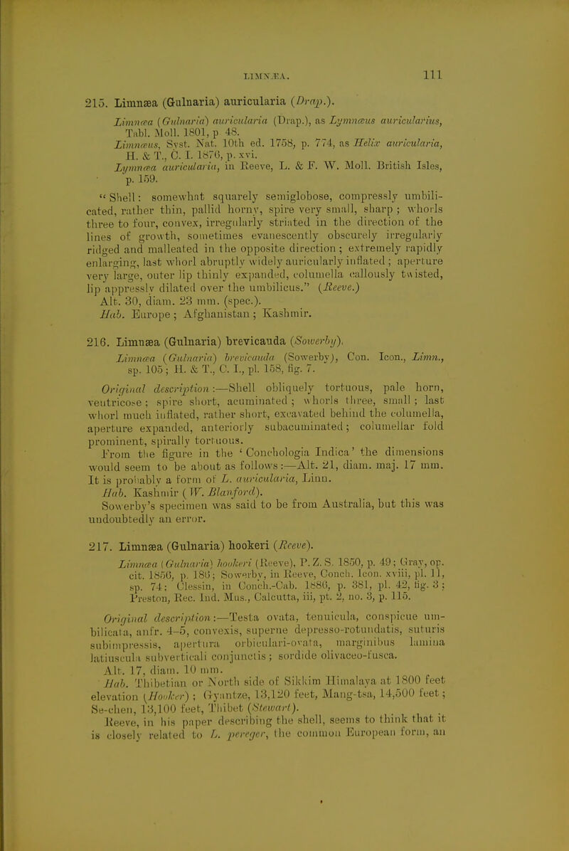 215. Limnsea (Gulnaria) auricularia (Drop.). Limncea (Gulnaria) auricularia (Drap.), as Lymnccus auricularius, Tubl. Moll. 1801, p 48. Limnceus, Syst. Nat. 10th ed. 1758, p. 774, as Helix auricularia, H. & T., 0.1. 1876, p. xvi. Lymncea auricularia} in Reeve, L. & F. W. Moll. British Isles, p. 159.  Shell: somewhat squarely semiglobose, compressly umbili- cated, rather thin, pallid horny, spire very small, sharp ; whorls three to four, convex, irregularly striated in the direction of the Lines of growth, sometimes evanescently obscurely irregularly ridged and malleated in the opposite direction ; extremely rapidly enlarging, last whorl abruptly widely auricnlarly inflated ; aperture very large, outer lip thinly expanded, columella callously twisted, lip appressly dilated over the umbilicus. (Reeve.) Alt. 30, diam. 23 mm. (spec). Hab, Europe; Afghanistan; Kashmir. 216. Limusea (Gulnaria) brevicauda (Sowerbij). Limncea (Gulnaria) brevicauda (Sowerbvj, Con. Icon., Limn., sp. 105 ; H. & T., C. I., pi. 158, fig. 7. Original dt script ion:—Shell obliquely tortuous, pale horn, ventricor-e ; spire short, acuminated; whorls three, small; last whorl much inflated, rather short, excavated behind the columella, aperture expanded, anteriorly subacuminated; columellar fold prominent, spirally tortuous. from, the figure in the ' Conchologia Indica' the dimensions would seem to be about as follows:—Alt. 21, diam. maj. 17 mm. It is probably a Form of. L. auricularia, Linn. Hab. Kashmir (W. Blanforcl). Sowerby's specimen was said to be from Australia, but this was undoubtedly an error. 217. LirmiEea (Gulnaria) hookeri {Reeve). Limncea [Gulnaria) hookeri (Reeve), P.Z.S. 1850, p. 49; Gray, op. cit. 1856, p. 186; Sowerbv, in Reeve, Conch. Icon, xviii, pi. 11, sp. 74; Clessin, in Conch.-Cab. lt>80, p. 381, pi. 42, tig. 3 : Preston, Rec. Ind. Mus., Calcutta, iii, pt. 2, no. 3, p. 115. Original description:—Testa ovata, tenuicula, conspicue um- bilicata, anfr. 4-5, convexis, superne depresso-rotundatis, suturis subimpressis, apertura orbiculari-ovata, marginibus lamiua latiuscula subverticali conjunclis ; sordide olivaceo-fusca. Alt. 17, diam. 10 mm. ' Hub. Thibetian or North side of Sikkim Himalaya at 1800 feet elevation [Hookn-) ; Gyantze, 13,120 feet, Mang-tsa, 14,500 feet; Se-chen, 13,100 feet, Thibet (Stewart). Reeve, in his paper describing the shell, seems to think that it is closely related to L. pereger, the common European form, an