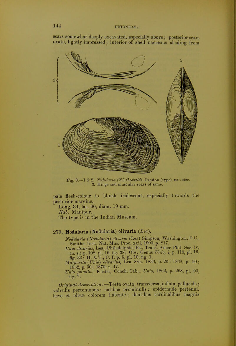 scars somewhat deeply excavated, especially above; posterior scars ovate, lightly impressed; interior of shell nacreous shading from Pig. 8.—1 & 2. Nodularia (N.) theobaldi, Preston (type), nat. size. 3. Hinge and muscular scars of same. pale flesh-colour to bluish iridescent, especially towards the posterior margins. Long. 34, lat. 60, diam. 19 mm. Hub. Manipur. The type is in the Indian Museum. 279. Nodularia (Nodularia) olivaria {Lea). Nodularia {Nodularia) olivaria (Lea) Simpson, Washington, D.O., Smiths. Inst., Nat. Mus. Proc. xxii, 1900, p. 817. Unio olivarius, Lea, Philadelphia, Pa., Trans. Amer. Phil. Soc. iv, (n s.) p. 108, pi. 16, fig. 38; Obs. Genus Unio, i, p. 118, pi. 16, fig. 33; H. & T., 0. I. p. 5, pi. 10, fig. 1. Margarita (Unio) olivarius, Lea, Syn. 1836, p. 26 ; 1838, p. 20; 1852, p. 30; 1870, p. 47. Unio pumilio, Kiister, Conch. Cab., Umo, 1862, p. 268, pi. 90, fig. 7. Original description:—Testa ovata, transversa, inflata, pellucida; valvulis pertenuibus; natibus prominulis; epidermide pertenui, lceve et oliv£e colorem habente; dentibus cardinalibus magnis